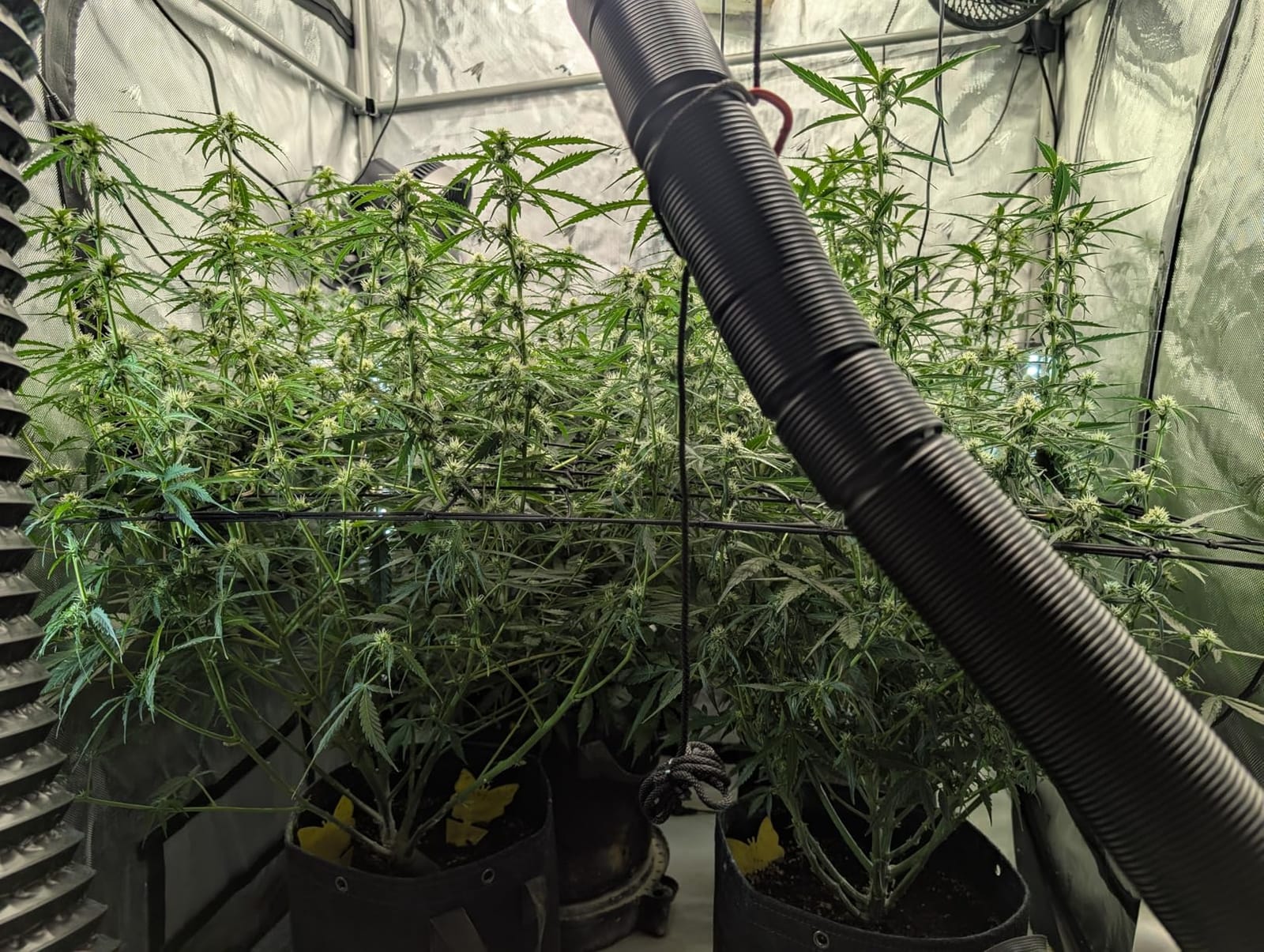 AC Infinity CLOUDLAB 811, Advance Grow Tent 10x10, Thickest 1
