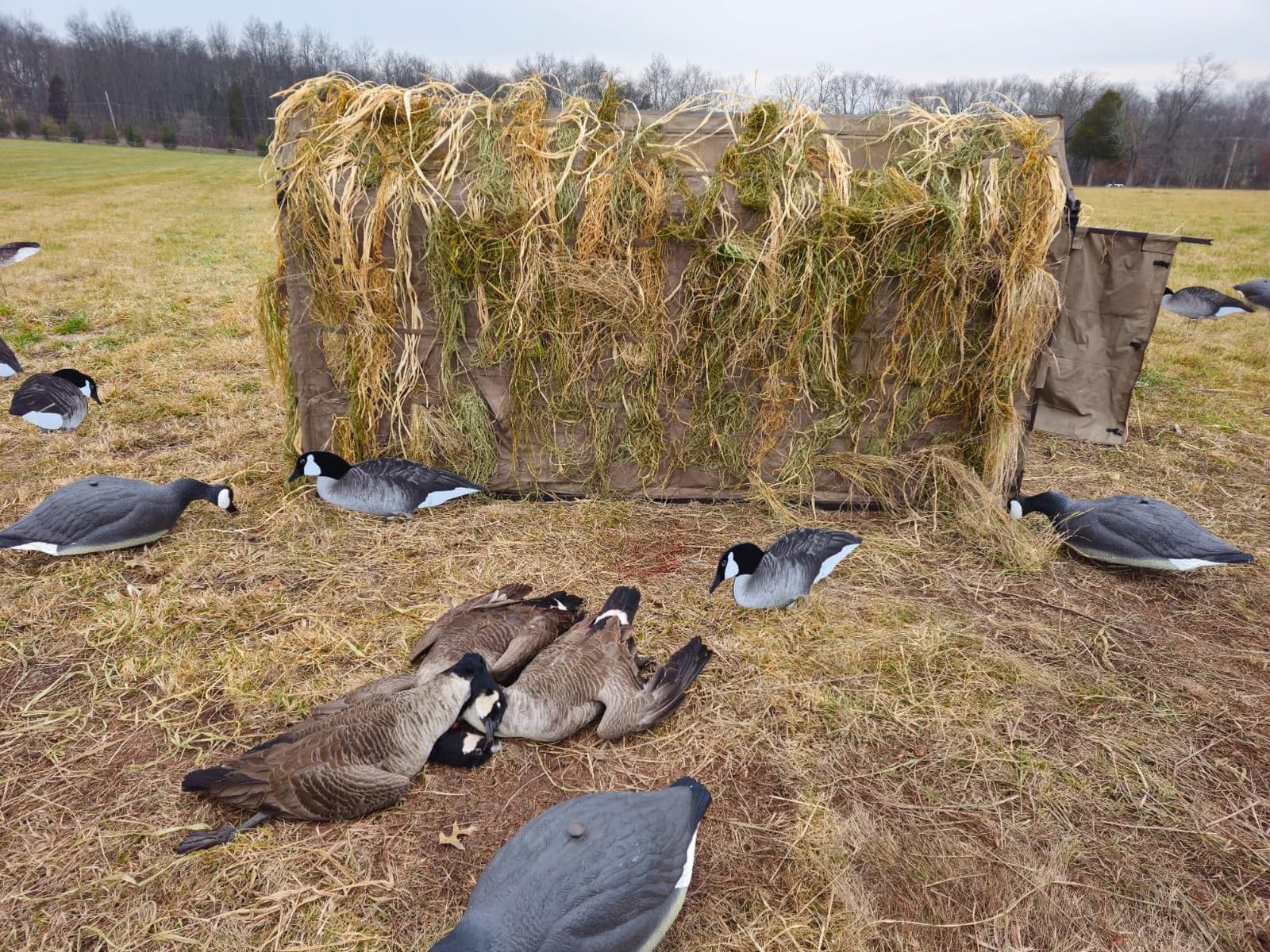 ALPS OutdoorZ Alpha Waterfowl Blind - Durable Hunting Blind, with Push Open Shooting Doors, Full-Length Side Access, Removable Gun Rests, Mesh Pockets, and Dog Doors customer photo 1