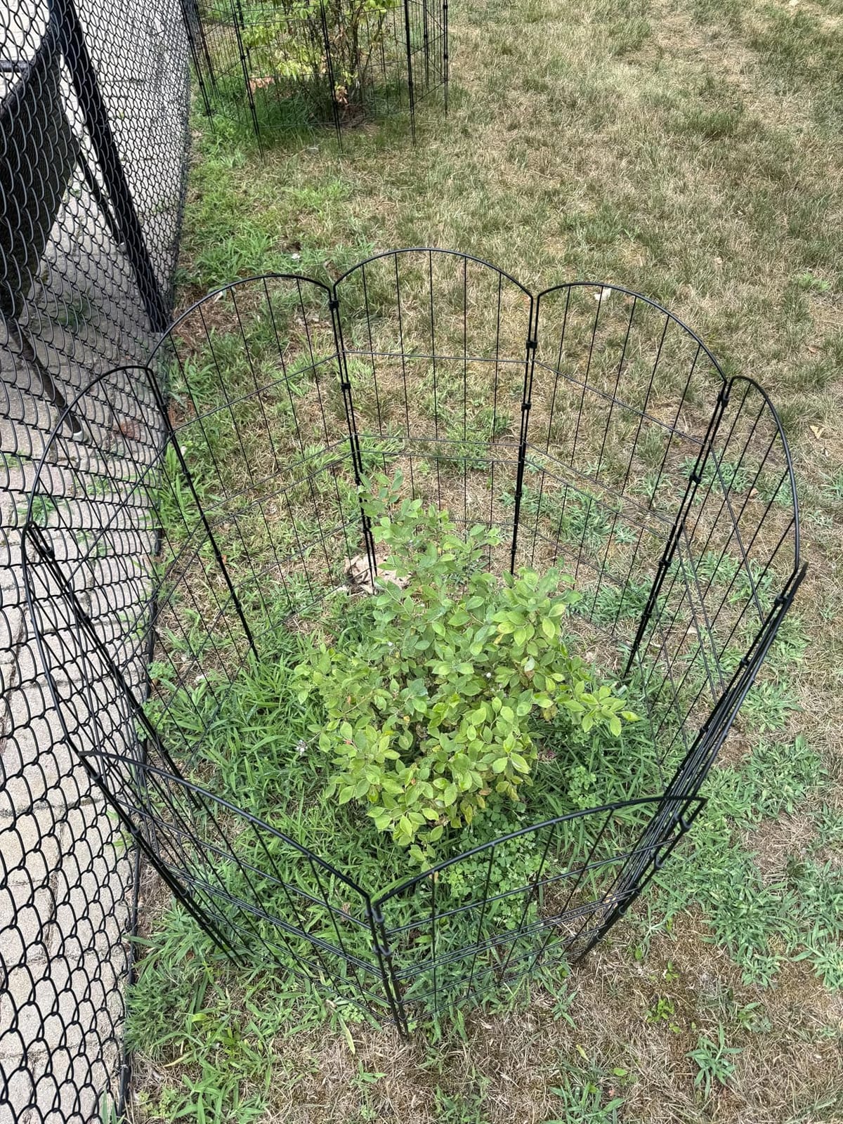 Decorative Garden Fence Fencing 36in (H) x 10ft (L) Animal Barrier for Dog | Rustproof Metal Wire Panel Border, Flower Edging for Yard Landscape Patio Outdoor Decor, Arched customer photo 1