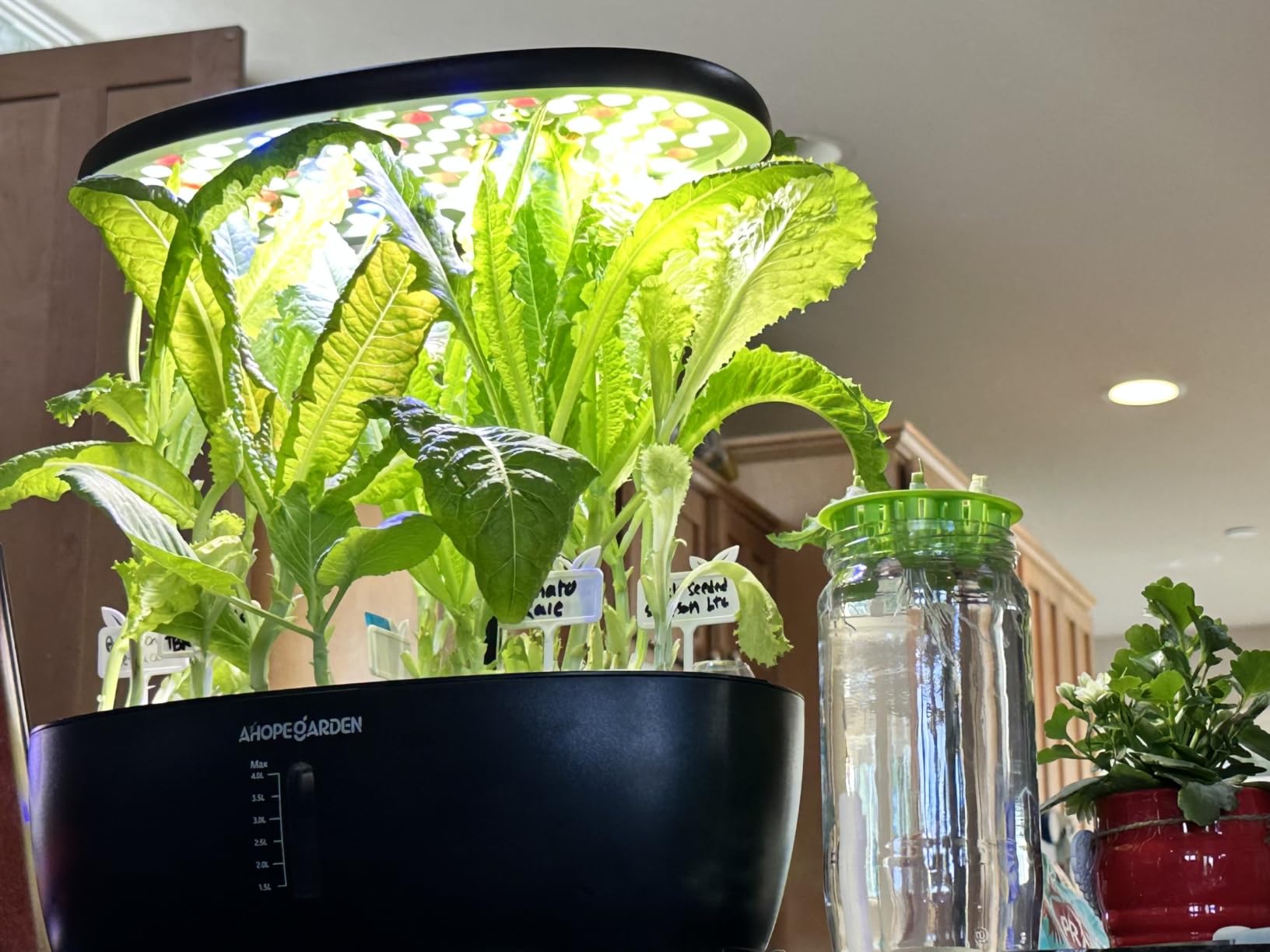 Ahopegarden Hydroponics Growing System: 12 Pods Indoor Herb Garden with LED | Plant Germination Kit with LED Grow Light, Countertop Herb Garden, Hydrophonic Planter Grower Harvest Vegetables Lettuce customer photo 1