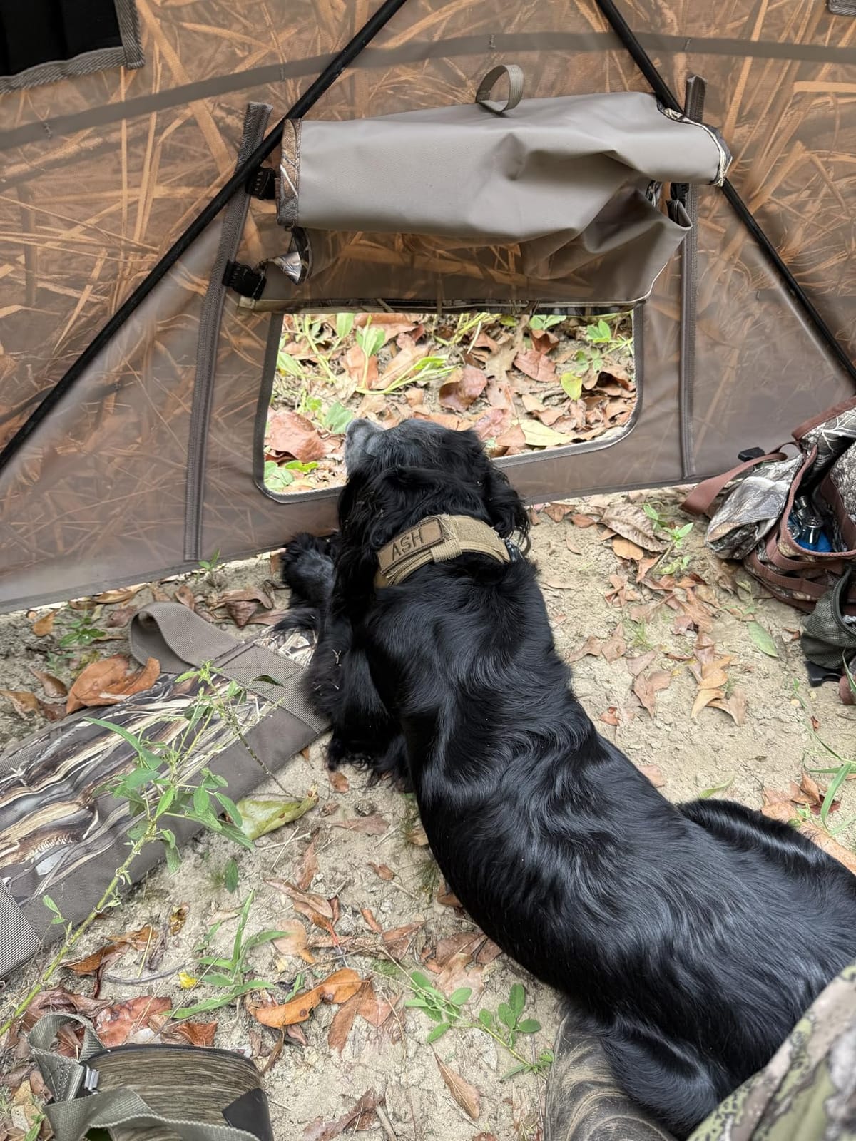 TIDEWE Duck Hunting Blind, Portable Duck Panel Blind, Next Evos Camo | 3-4 Person, Waterfowl Hunting, Connectable Panels, Brush Loops, Silent Dog Door, 13 lb Lightweight, Carry Bag customer photo 2