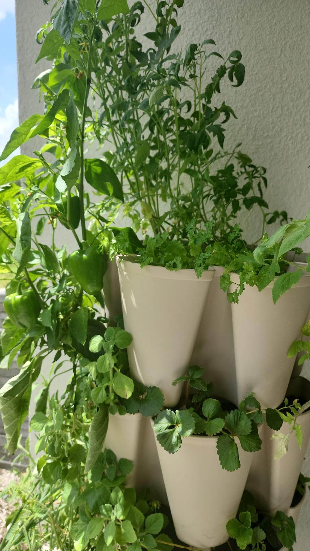 GreenStalk Patented Large 5 Tier Vertical Garden Planter with Patented Internal Watering System Great for Growing a Variety of Strawberries, Vegetables, Herbs, & Flowers (Evergreen) customer photo 1