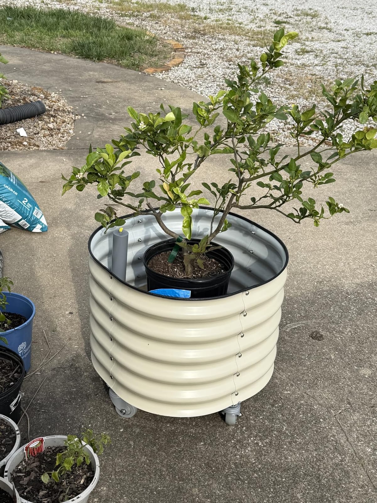 Rolling Citrus Tree Planter Gen 3, Self-Watering 24