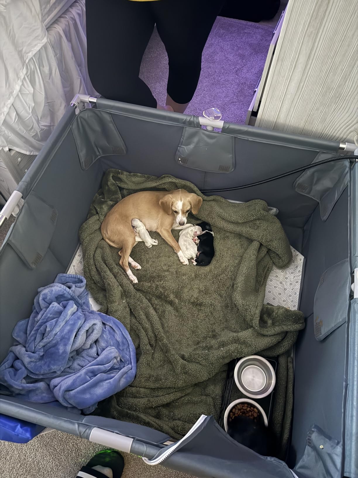 Whelping Box for Dogs and Puppies, 48x48x18 in Whelping Supplies with Waterproof Whelping Pad for Medium Small Dogs | tool-free setup, suction-cup base, washable absorbent pad, zipper door, puppy ID collars customer photo 1