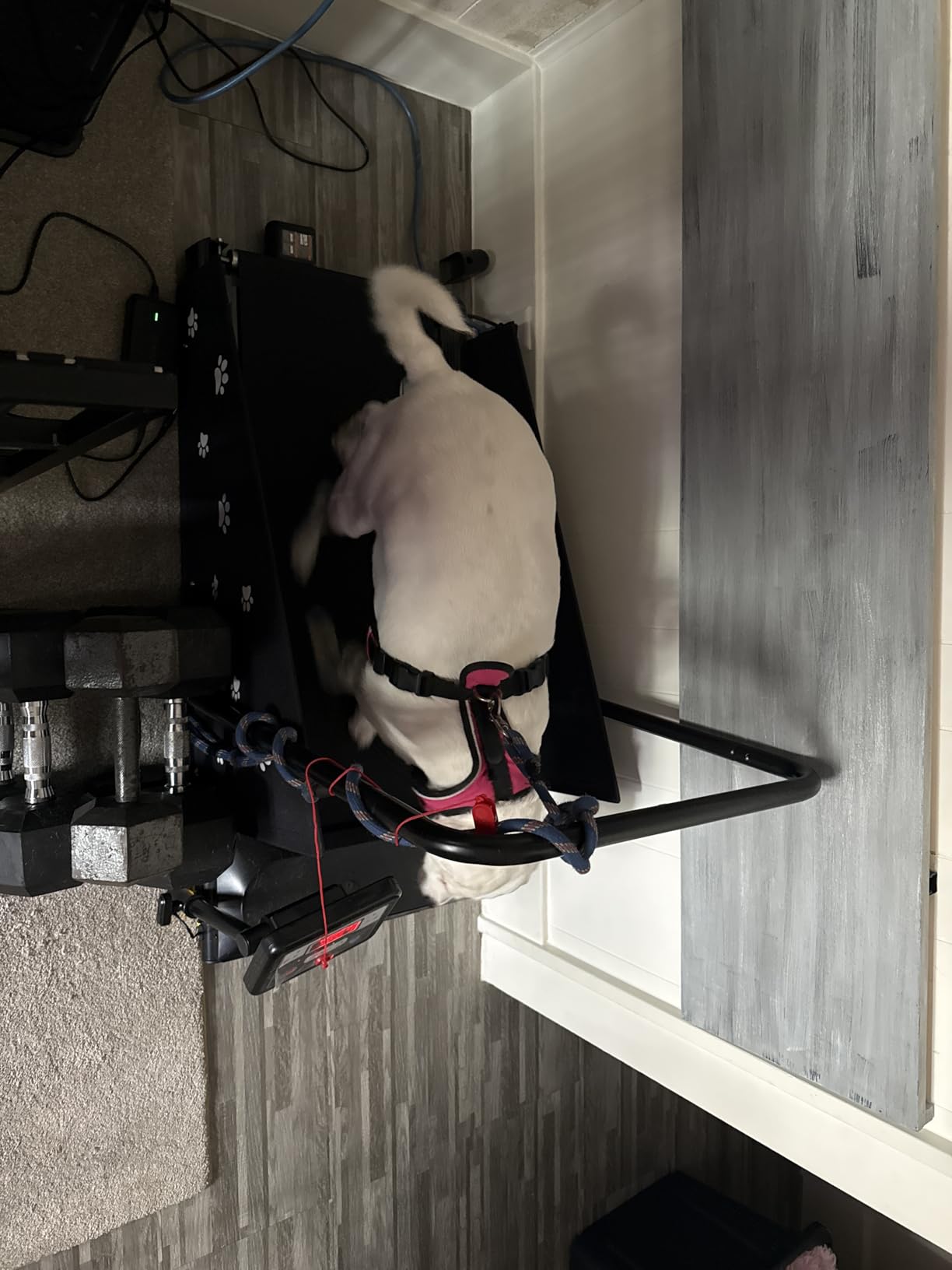 CIIHI Dog Treadmill for Medium Small Dogs - Pet Running Machine | 265lbs Capacity, 360° Rotatable Display, Indoor Pet Fitness & Training, Move Wheels & Remote Control, 2 in 1 Treadmill customer photo 1