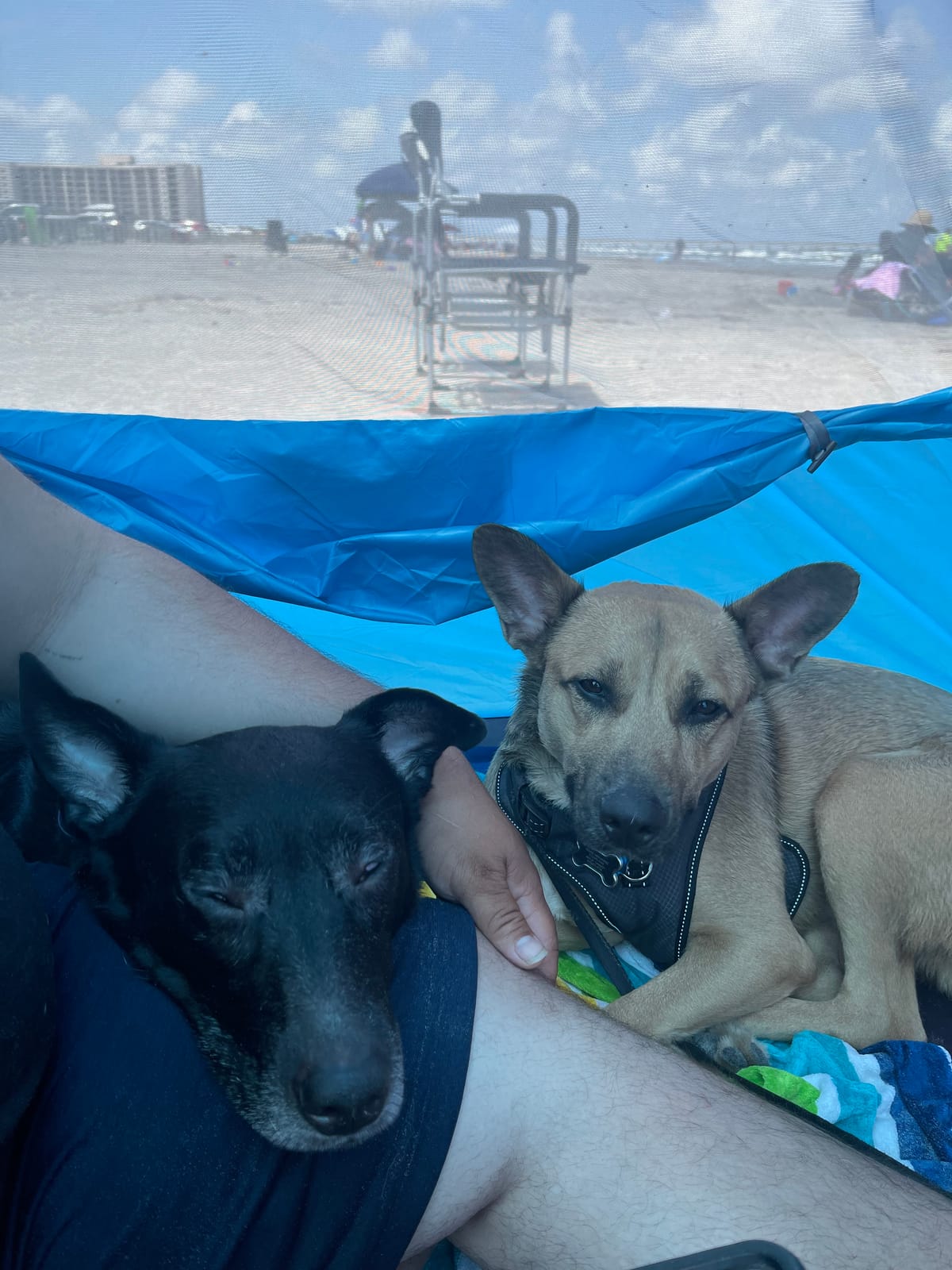NXONE Beach Tent Sun Shelter, UPF 50+ UV Protection, Easy Setup | Family Beach Shade, Wind Resistant Design, Breathable Mesh Ventilation, Portable Carry Bag, Beach Camping Use customer photo 2