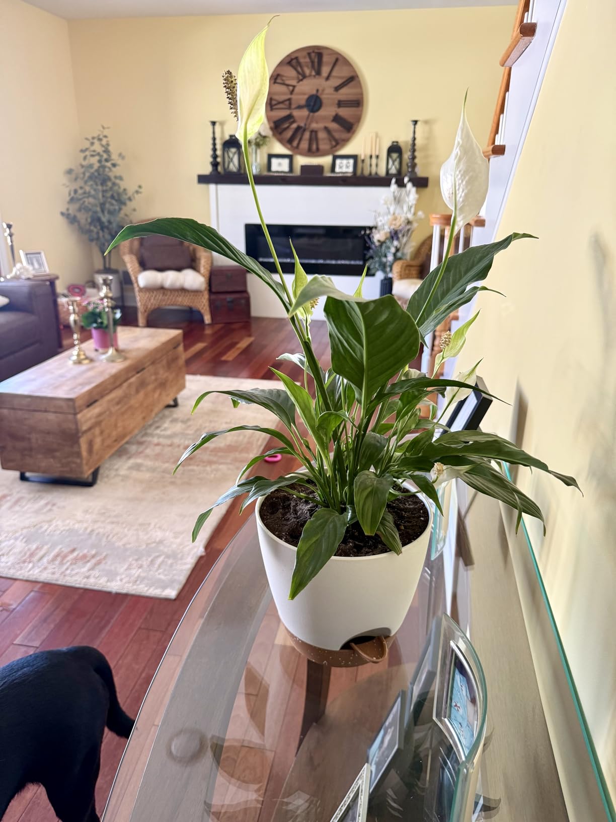8/10/12 Inch Self Watering Pots for Indoor/Outdoor Plants | Large Plastic Planter with Drainage Holes, Water Level Indicator & Deep Reservoir, Modern Decorative Flower Pots, White customer photo 1