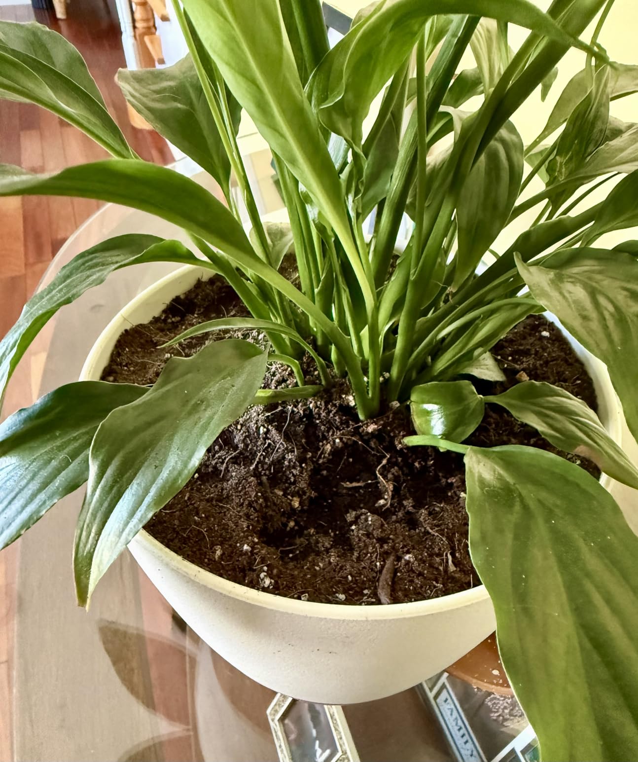 8/10/12 Inch Self Watering Pots for Indoor/Outdoor Plants | Large Plastic Planter with Drainage Holes, Water Level Indicator & Deep Reservoir, Modern Decorative Flower Pots, White customer photo 2