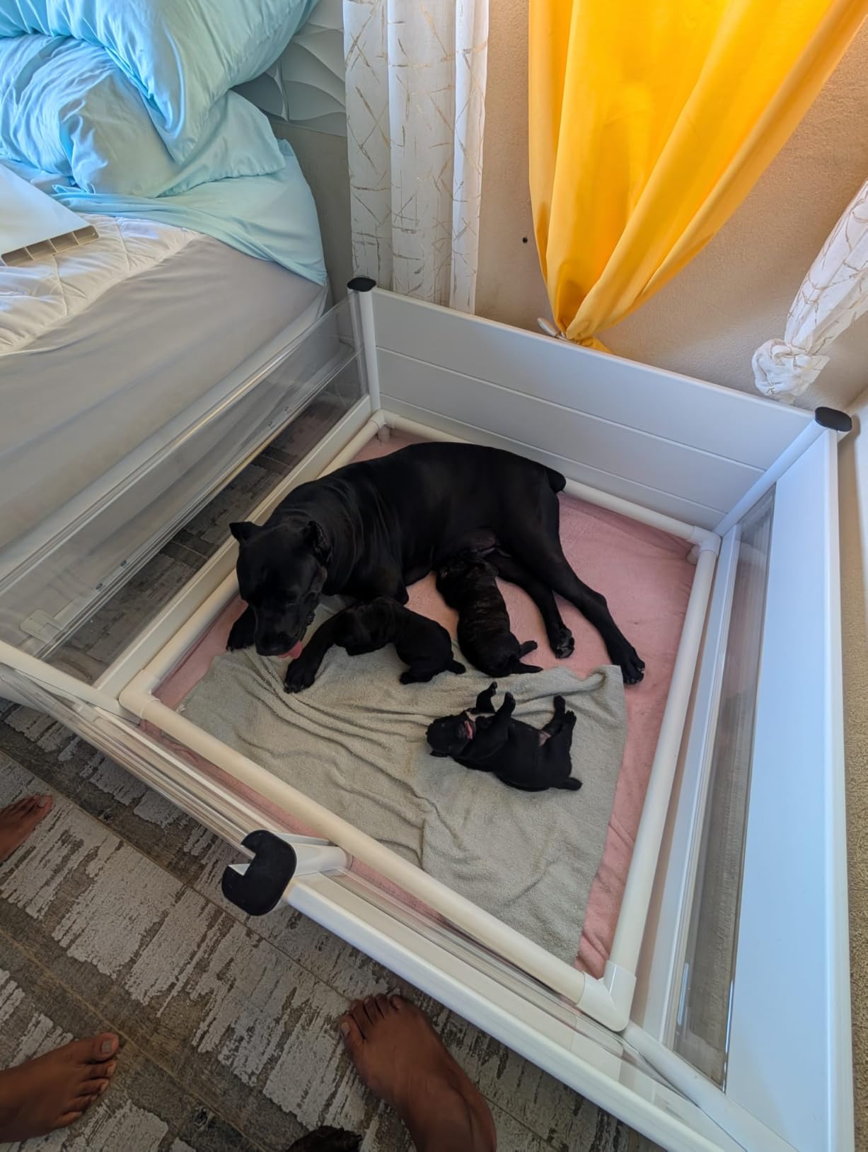 Whelping Box for Dogs and Puppies with Clear Window Panel - Modular, Easy-Clean, Safe Design with Pig Rail, Floor Liner & Washable Pad, Premium 48 Inch customer photo 1