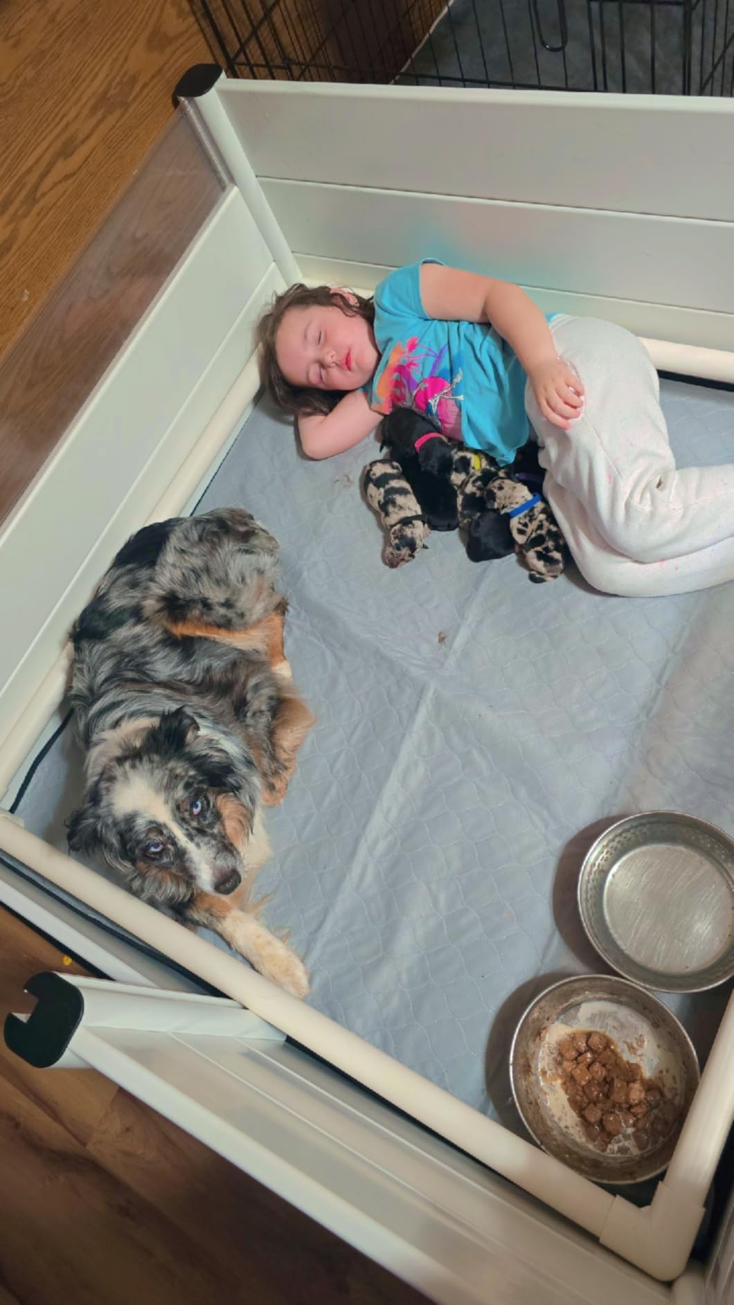 Whelping Box for Dogs and Puppies with Clear Window Panel - Modular, Easy-Clean, Safe Design with Pig Rail, Floor Liner & Washable Pad, Premium 48 Inch customer photo 2