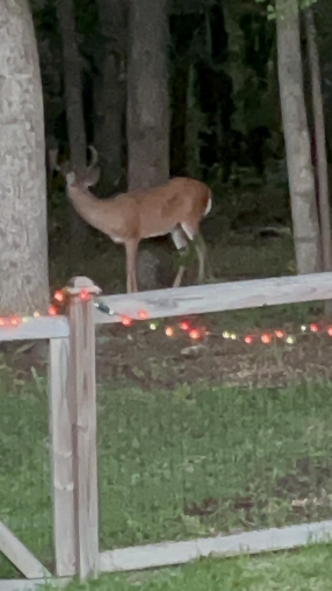Moultrie 200 Lb Tripod Deer Feeder - Bluetooth App Control, pairs with Edge 3, full remote access, no subscription required, adjustable feed times, large capacity customer photo 2