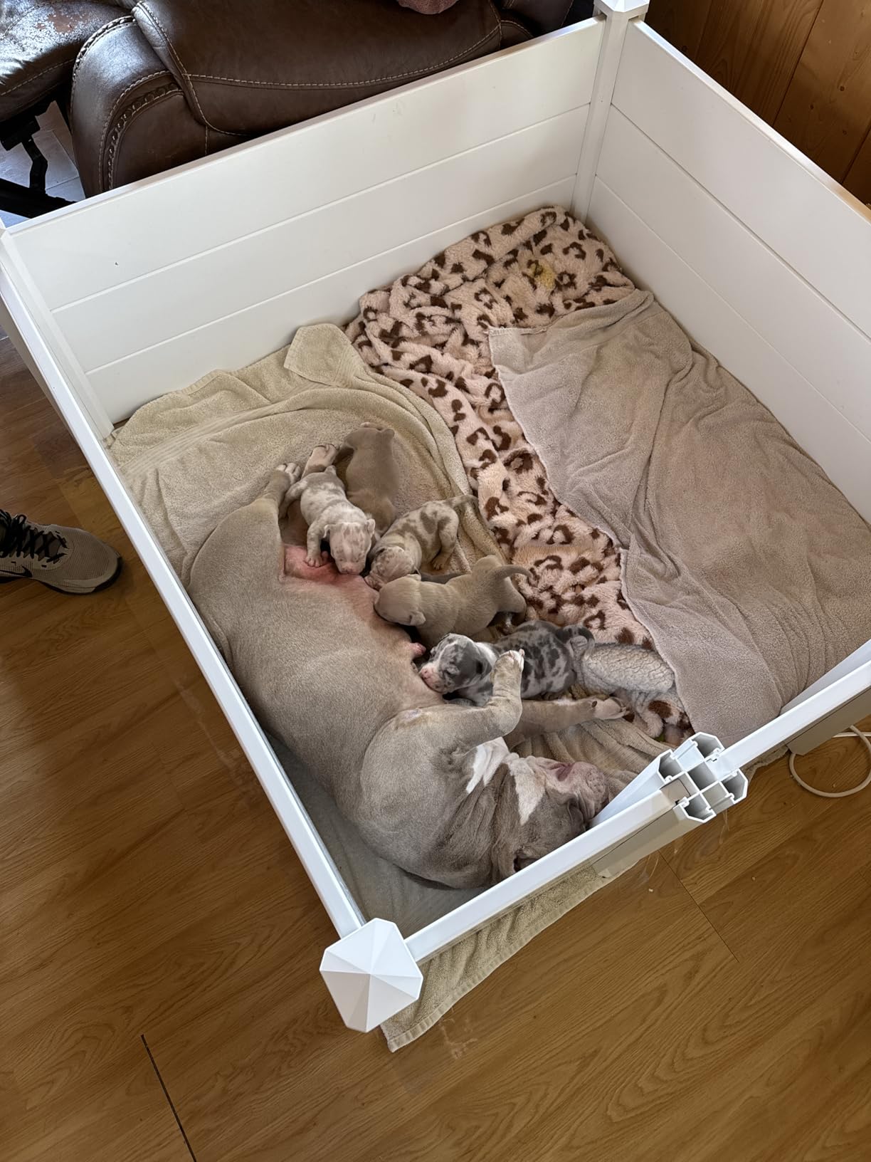 Whelping Box for Dogs, Whelping Box for Puppies with Pee Pad, Puppy Collars and Growth Record Sheets, Easy-Clean & Durable Puppy Playpen, Dog Welping Supplies, 48