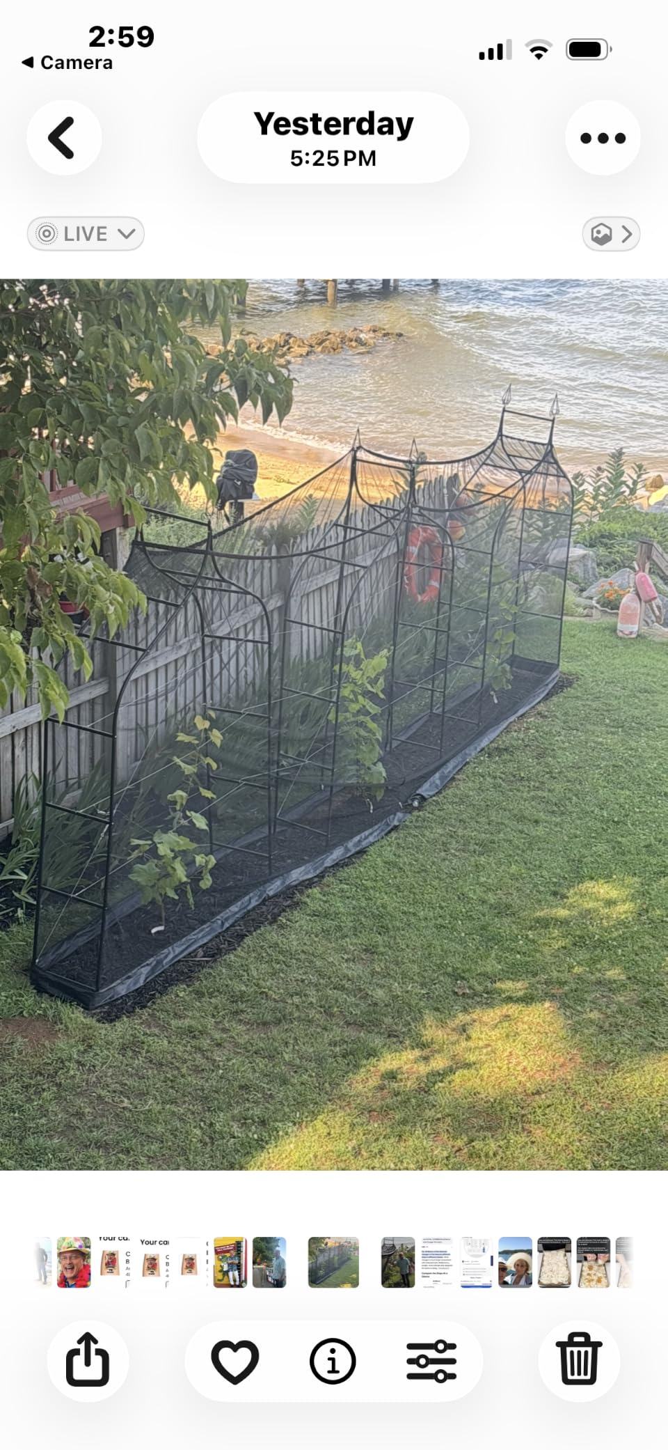 Thick Gothic Pointed Metal Garden Arch Rust-Proof for Climbing Vines Roses | 8.5 ft H x 4.8 ft W, 16mm Steel Tube Arbor for Plants, Clematis, Jasmine, Party Decor for Wedding, Halloween, Christmas customer photo 1