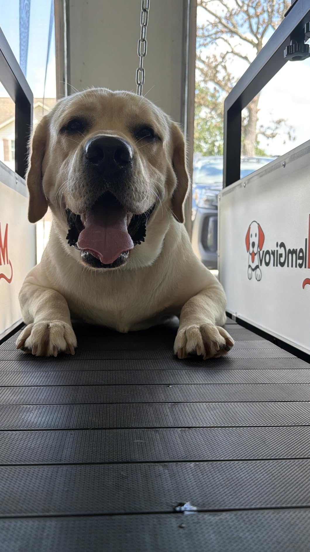 Dog Treadmill with Pin-Hinged Track & 3-Layer Shock Absorption | Waterproof dirt-resistant slats, secure disc brake lock, speed monitor, quiet wheels for indoor outdoor large pet cardio. customer photo 2