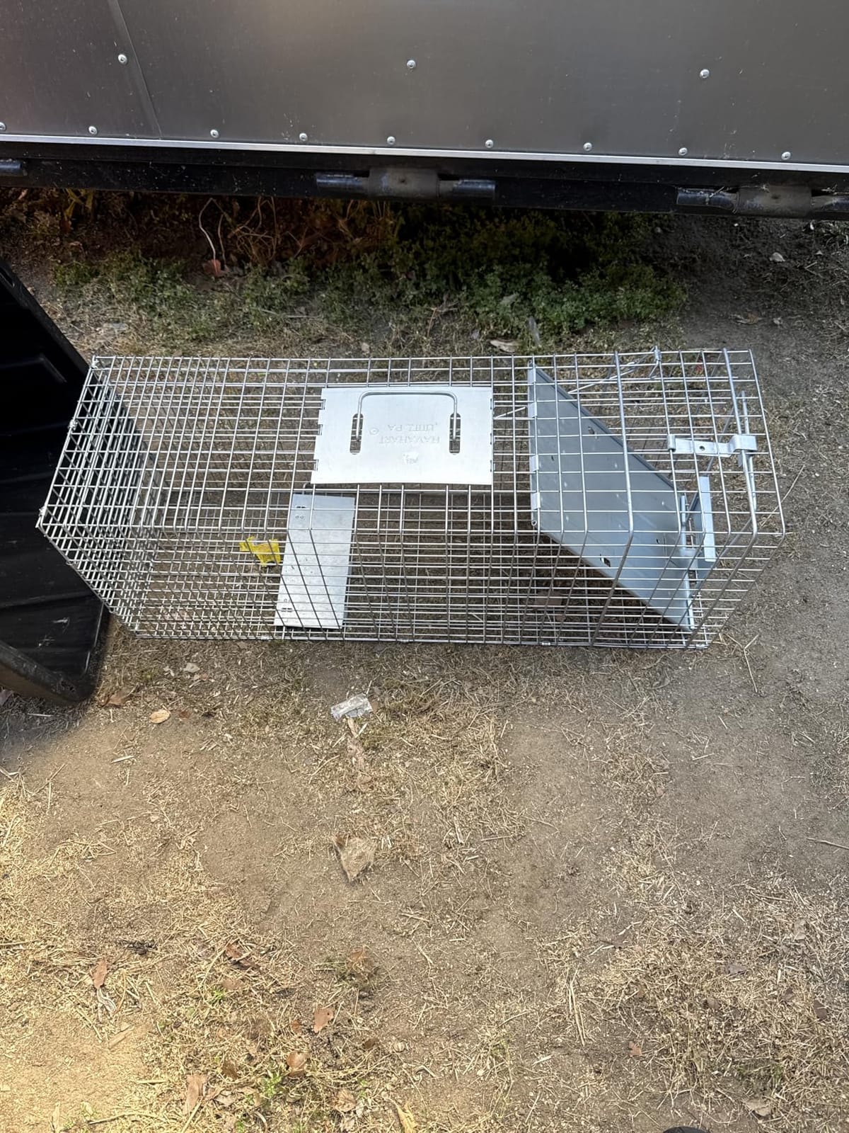Havahart Large 1-Door Live Animal Trap for Raccoons, Cats, Bobcats, Beavers | Heavy Duty Humane Catch and Release Cage Trap for Outdoor Pest Control, 1079SR customer photo 1