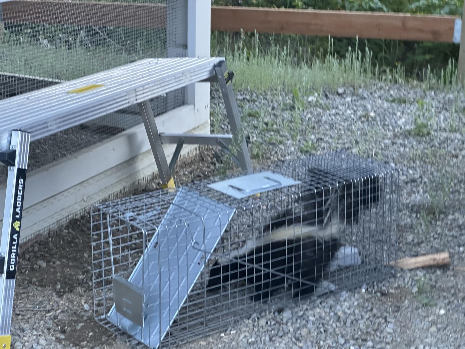 Havahart Large 1-Door Live Animal Trap for Raccoons, Cats, Bobcats, Beavers | Heavy Duty Humane Catch and Release Cage Trap for Outdoor Pest Control, 1079SR customer photo 2