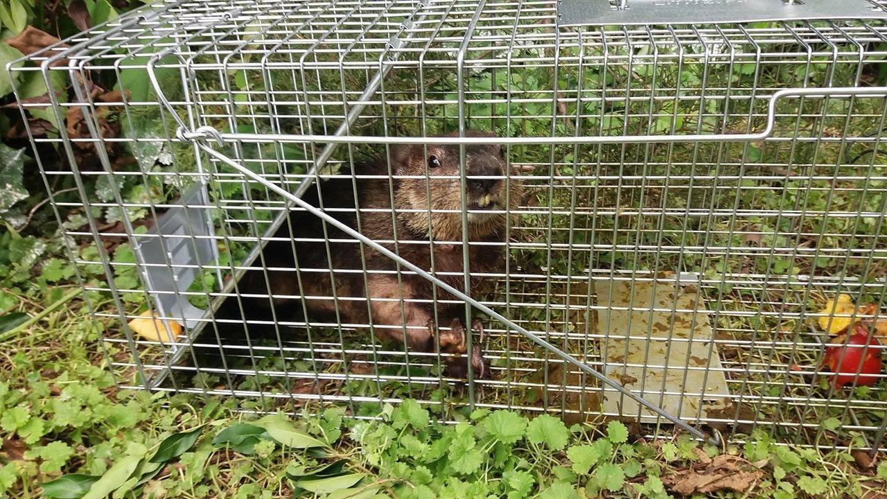 Havahart Large 2 Door Humane Catch and Release Live Animal Trap for Armadillos, Beavers, Bobcats, Small Dogs, Cats, Foxes, Groundhogs, Nutria, Opossums, Raccoons, Live Catch Trap for Stray Dogs 1045SR customer photo 2