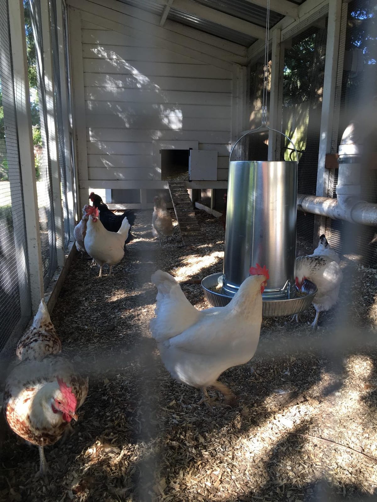 Little Giant® Hanging Metal Poultry Feeder | Chicken Feeder | Outdoor Hanging Bird Feeder | Galvanized Steel Feed Container with Hanging Handle | 40 Pound customer photo 2