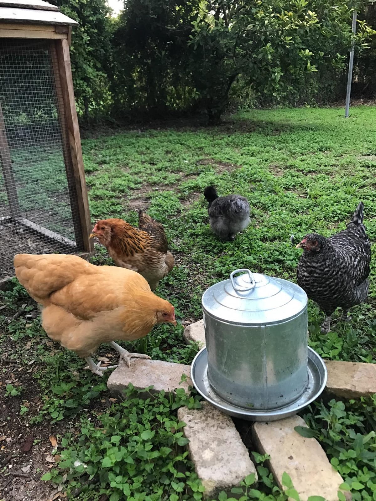 Little Giant Double Wall Metal Poultry Fount | Poultry Waterer | Heavy Duty Galvanized Steel Waterer | Made in USA (Silver, 3 Gallon) customer photo 1