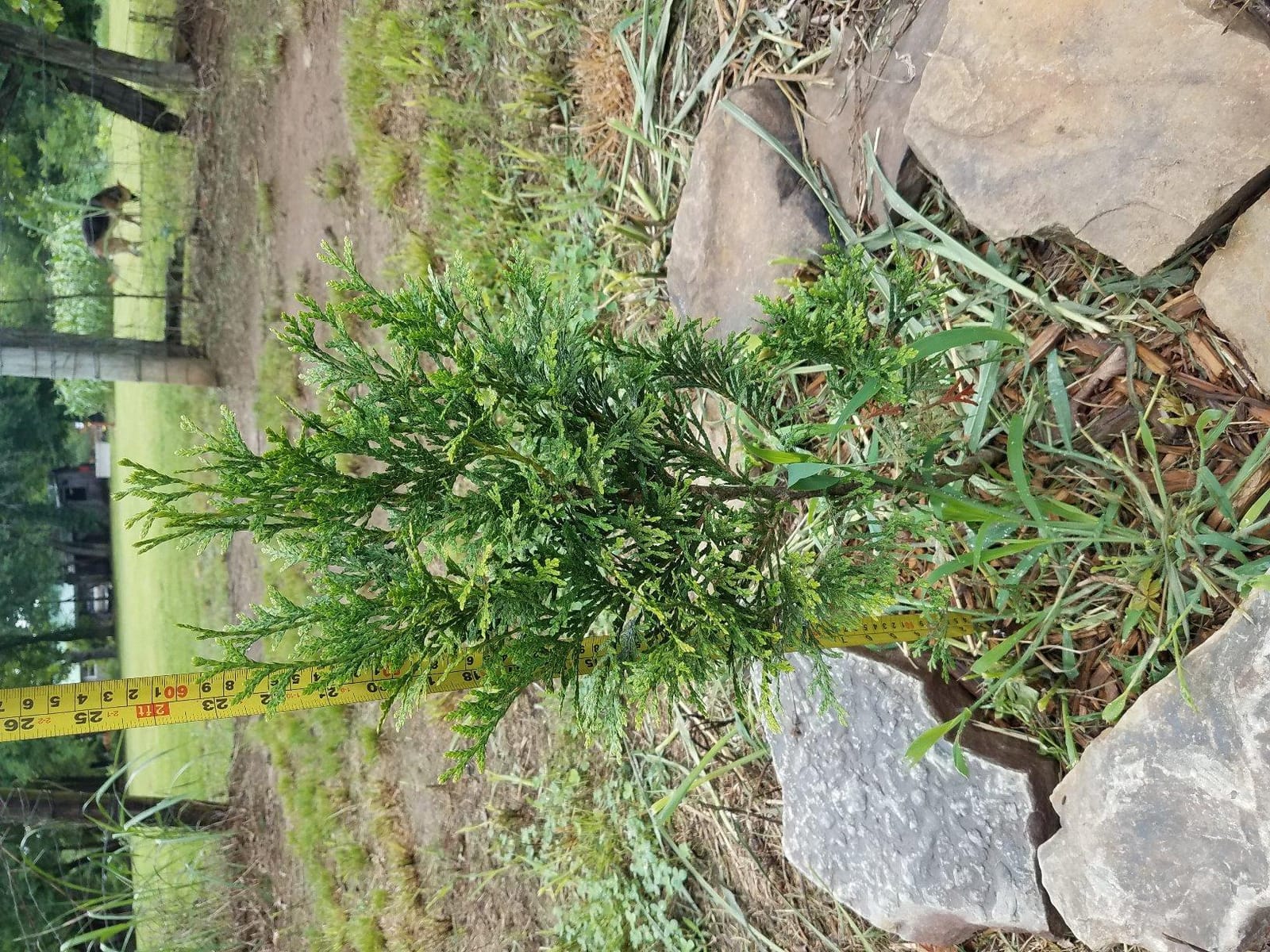 10 Thuja Green Giant Arborvitae 7-10 inches Tall Trees customer photo 1