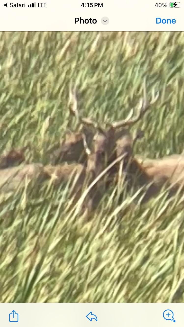 Primos Hunting Cow Girl Elk Call customer photo 2