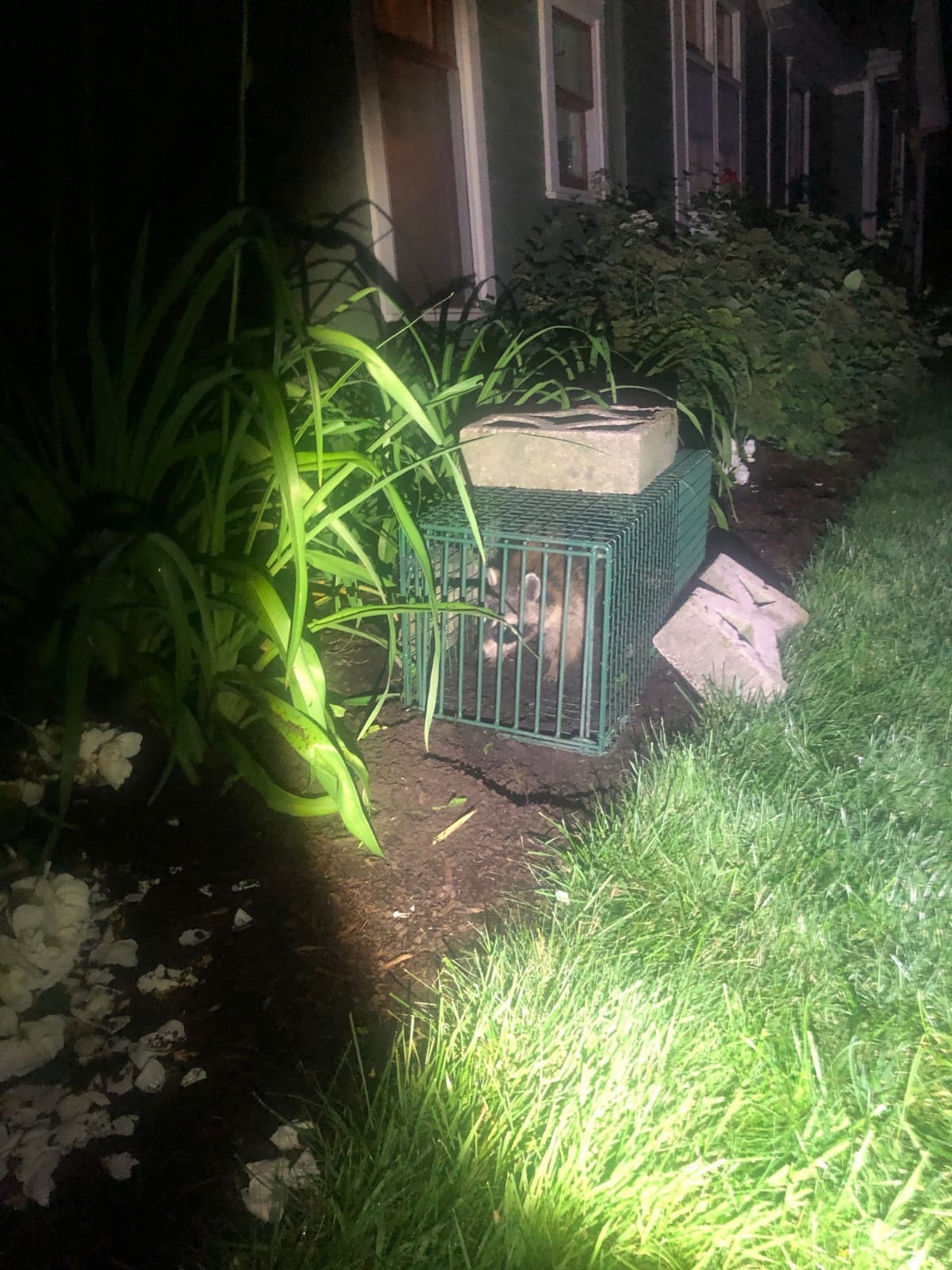 Duke Traps Heavy Duty Large Cage Trap customer photo 2