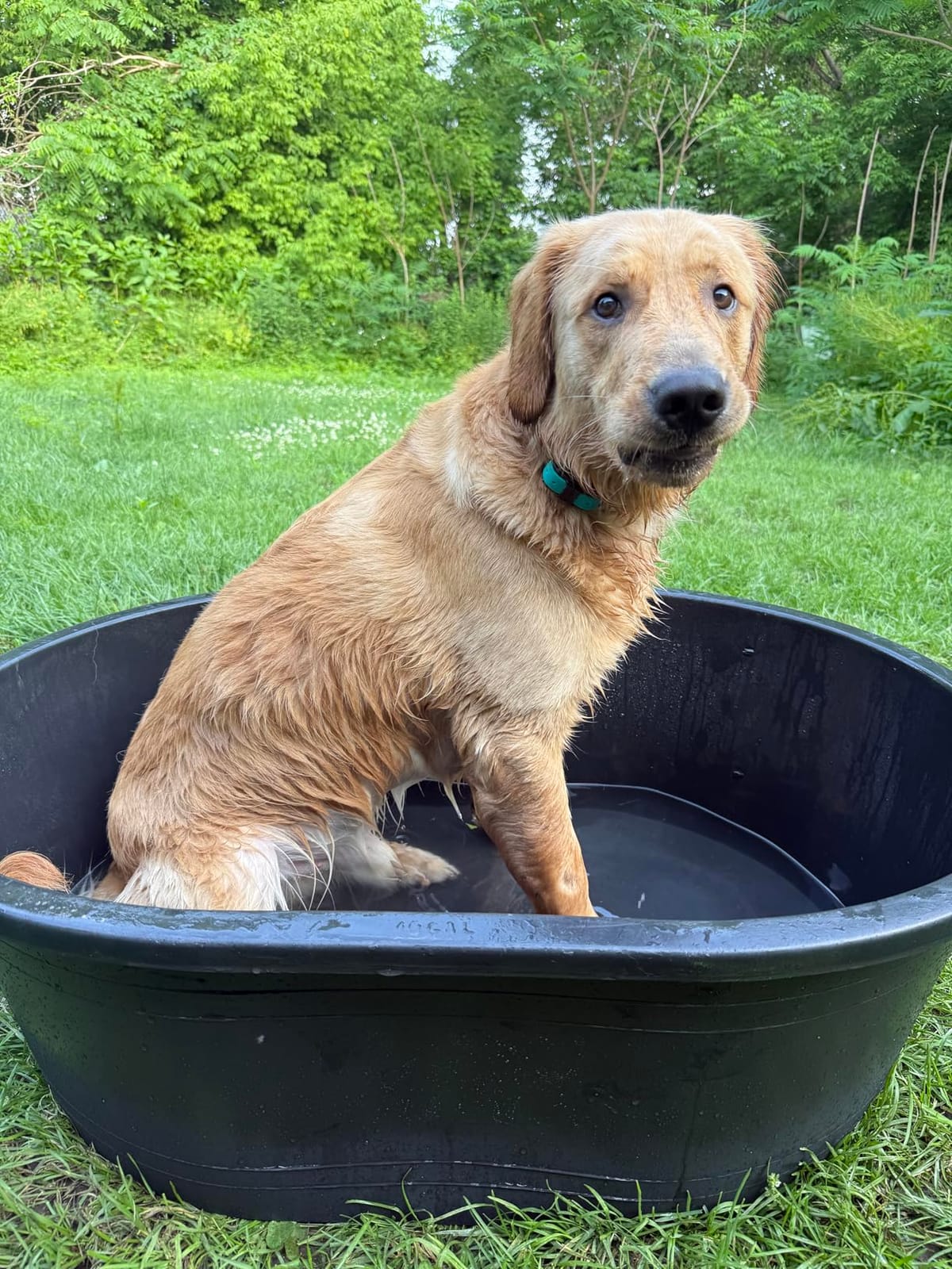 Little Giant® Poly Oval Stock Tank | Water Trough | Plastic Pond Tub | Heavy Duty Feeding & Watering Trough for Livestock | 100 Gallons customer photo 1