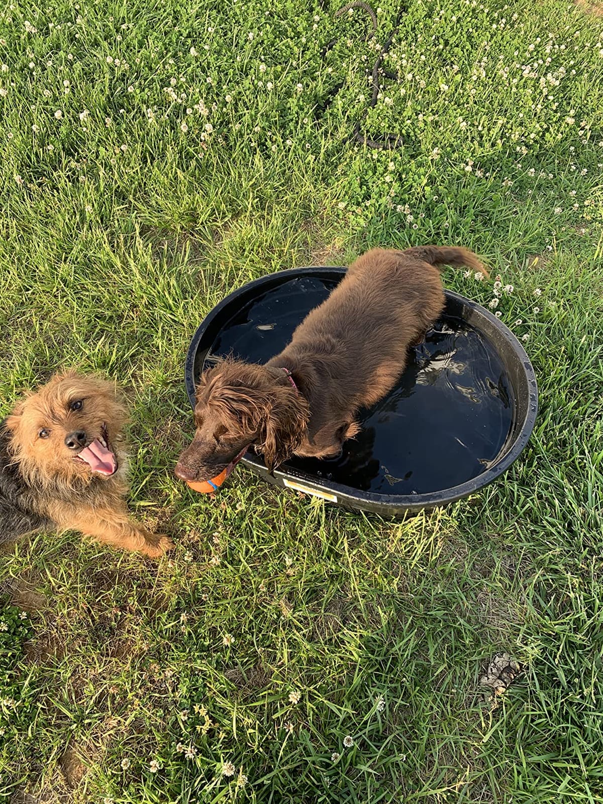 Little Giant® Poly Oval Stock Tank | Water Trough | Plastic Pond Tub | Heavy Duty Feeding & Watering Trough for Livestock | 100 Gallons customer photo 2