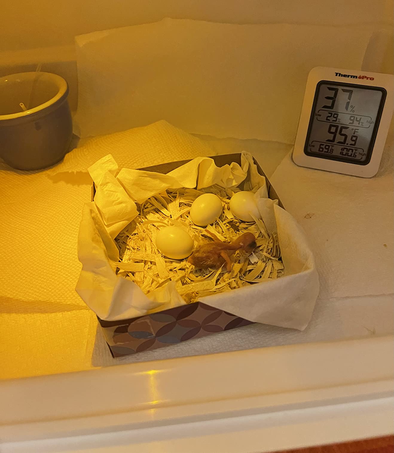 Brinsea Products Small Full Featured Brooder/Intensive Care Unit for Warming Newly Hatched Exotic Chicks or Sick and Injured Birds customer photo 2