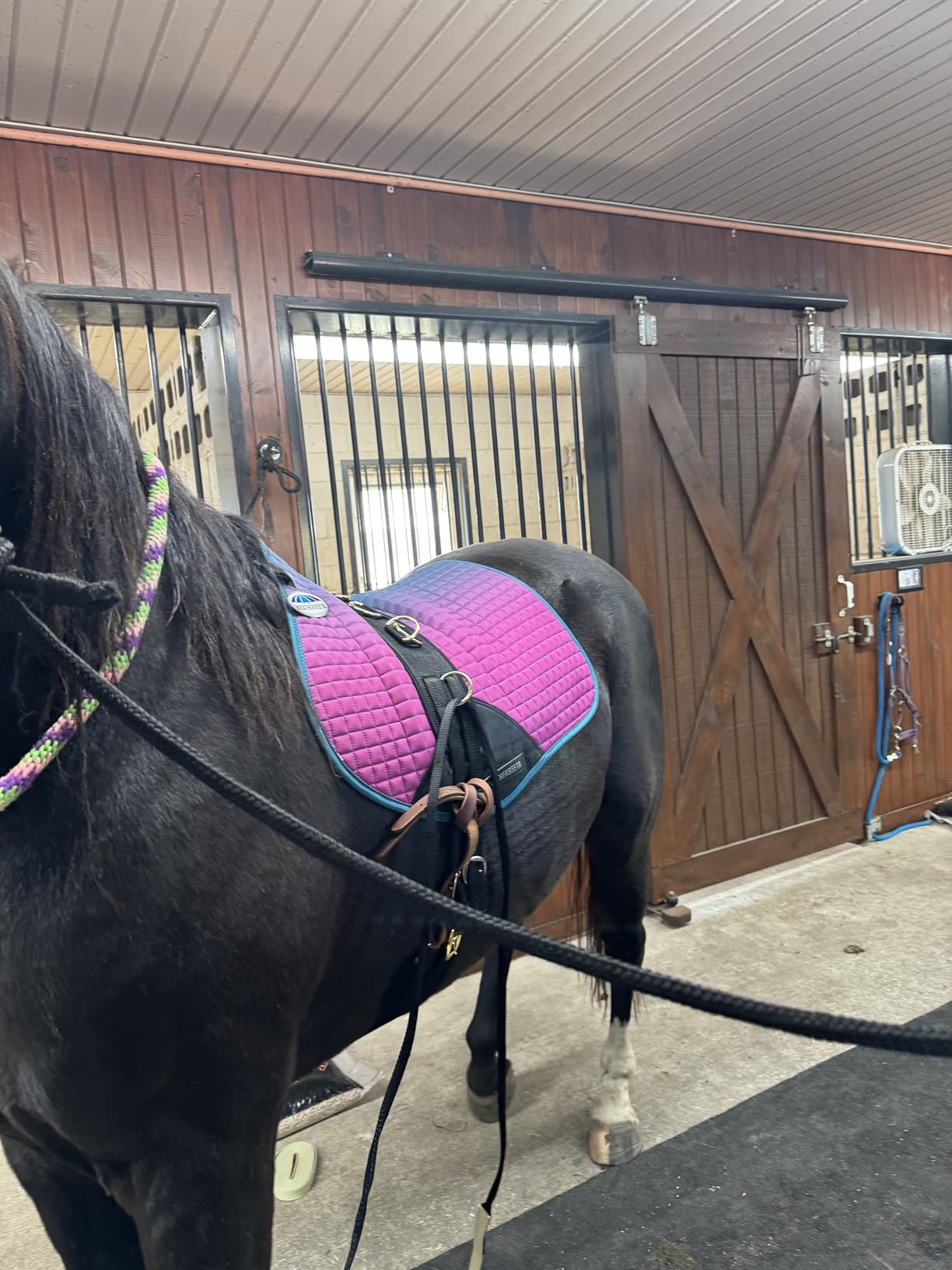 Weaver Equine Adjustable Surcingles for Horses with Shock-Absorbing Neoprene, Brass Plated Buckles & Dee Rings for Side Reins, Fits 68