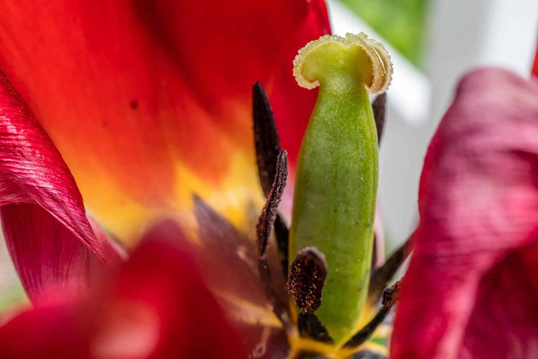 Sony SEL30M35 30mm f/3.5 e-mount Macro Fixed Lens customer photo 1