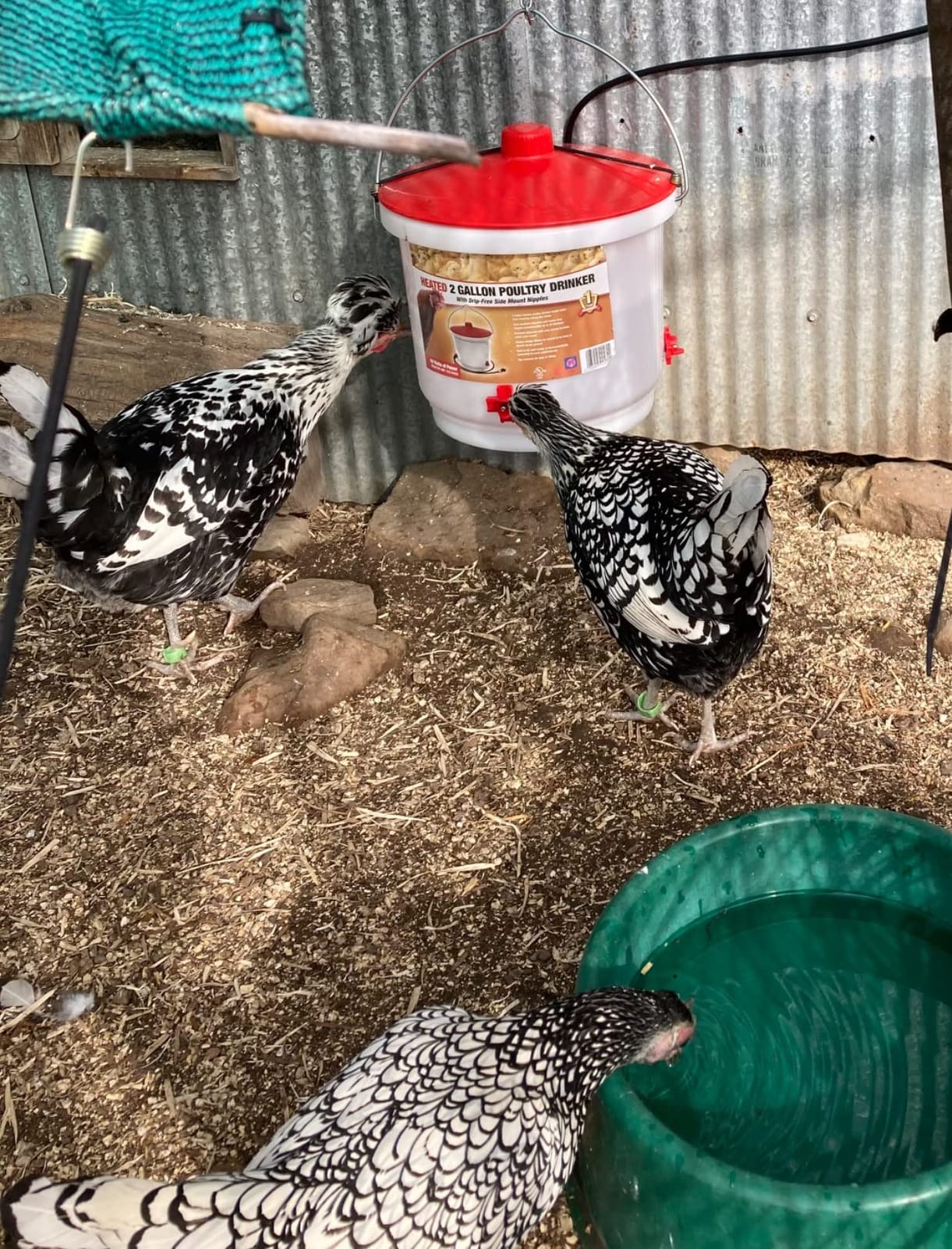 Farm Innovators HB-60P Heated Poultry Waterer Drinker, 2-Gal, 60W | Thermostatically controlled, side mounted drip-free/freeze-free nipples for up to 15 chickens customer photo 2