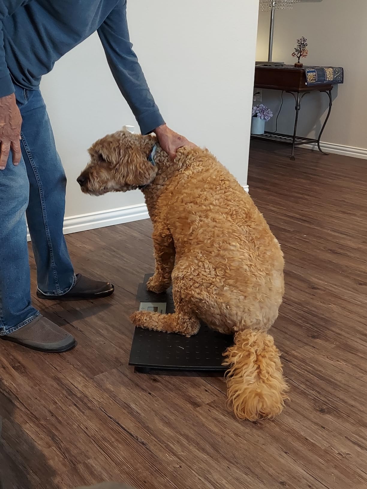Redmon Digital Dog Scale for Large Pet & Animal with Non-Skid Mat, 225 Lb Capacity, Black - Portable Weighing Scale for Dogs, Puppies, Cats, and Livestock customer photo 2
