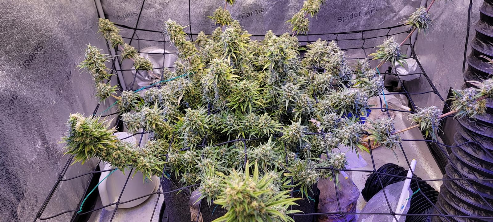 ExHale CO2 Original Grow Bag - Patented Mycelium Strain for Indoor Grow Rooms, & Carbon Dioxide Enrichment - CO2 for Grow Tents - Boosts CO2 Production for 6 Months - 4 lbs. Each (2 Pack) customer photo 2