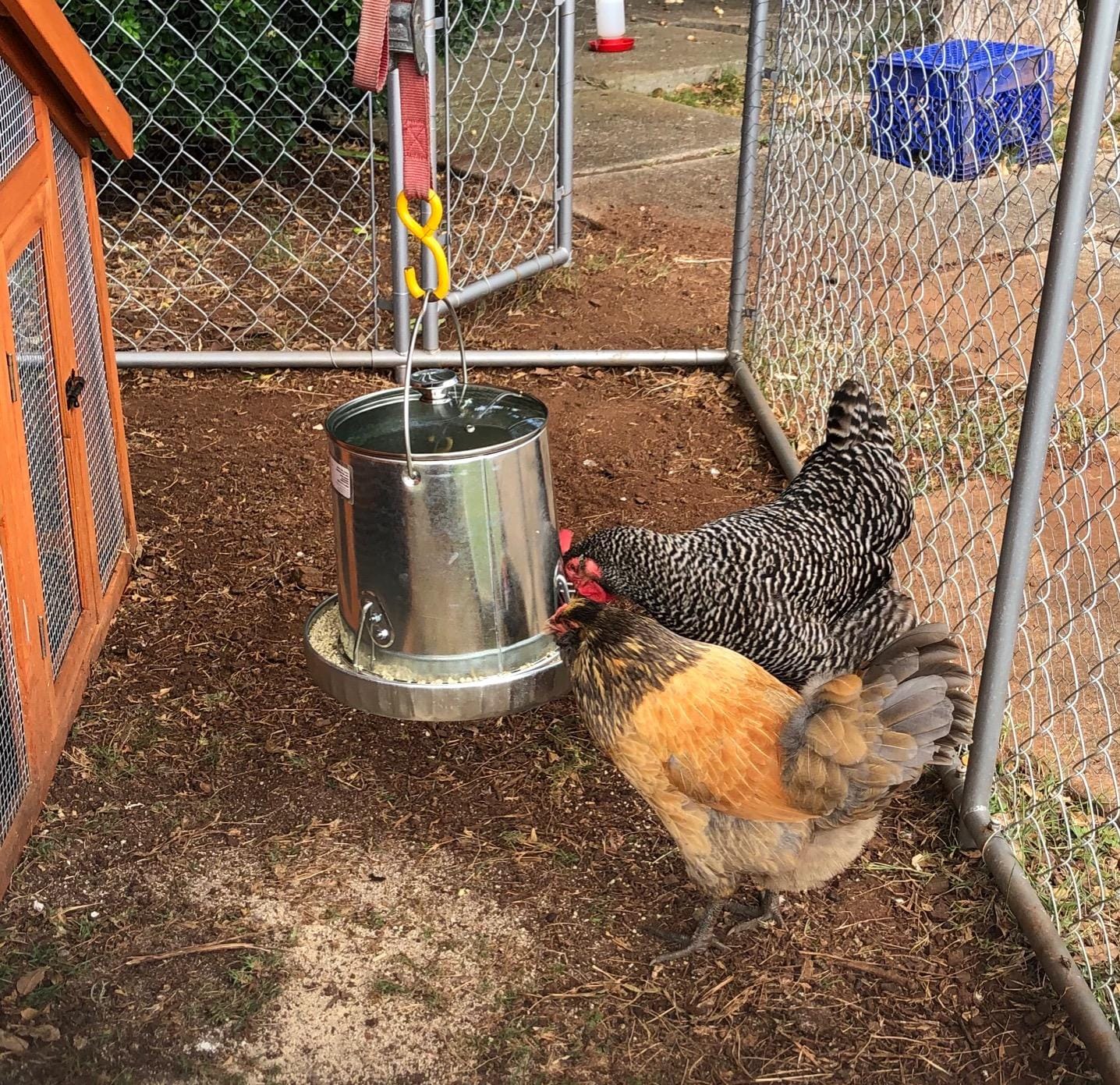 Harris Farms 1000293 Galvanized Hanging Poultry Feeder, 15 lbs, Metal customer photo 1