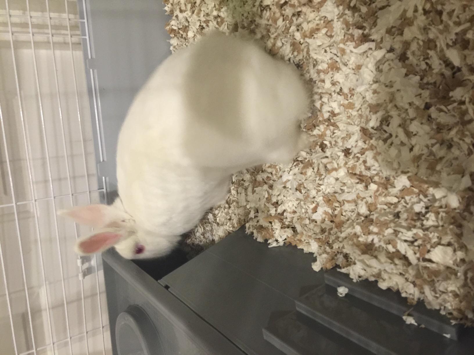 Living World - Deluxe Hybrid Habitat, X-Large | Rabbit, Guinea Pig, Chinchillas, and Small Animal Cage customer photo 1