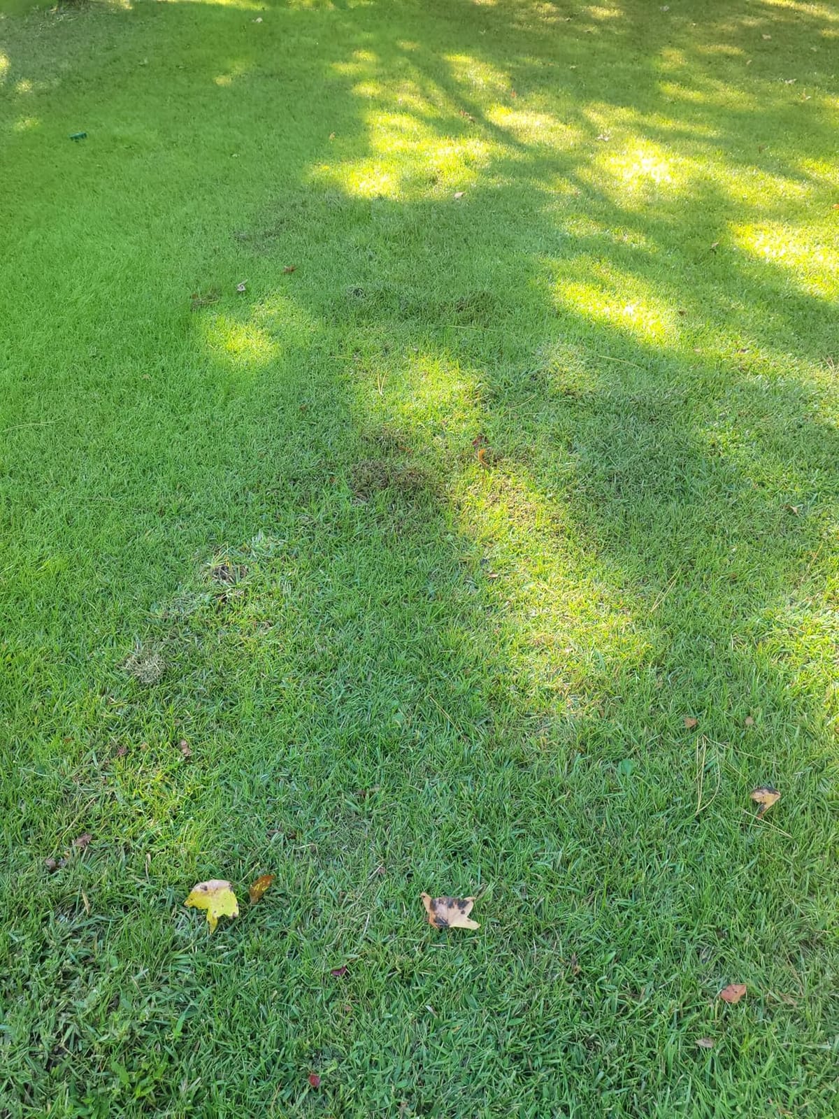 Bonide MoleMax Mole & Gopher Repeller Battery-Powered Sonic Spike | Animal Repellent Stake with Chatter Sound Technology customer photo 1