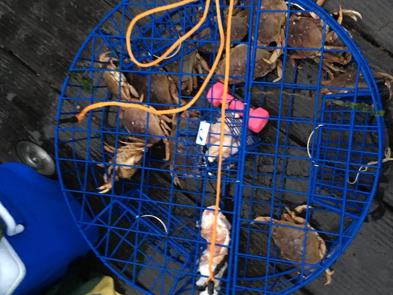 Promar TR-530 Heavy Duty Crab Pot, Blue, 30