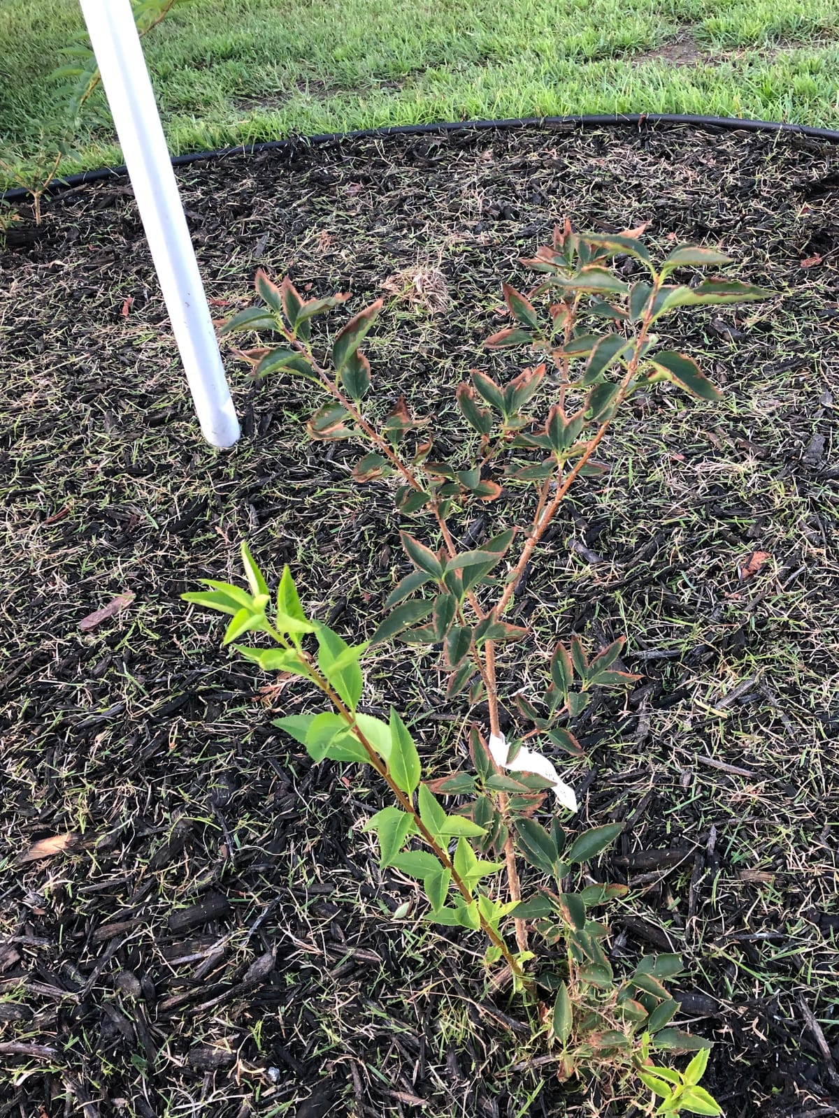 Lynwood Gold Forsythia Bush - Yellow Flowering Shrub - Live Plant Shipped 2 Feet Tall by DAS Farms customer photo 2
