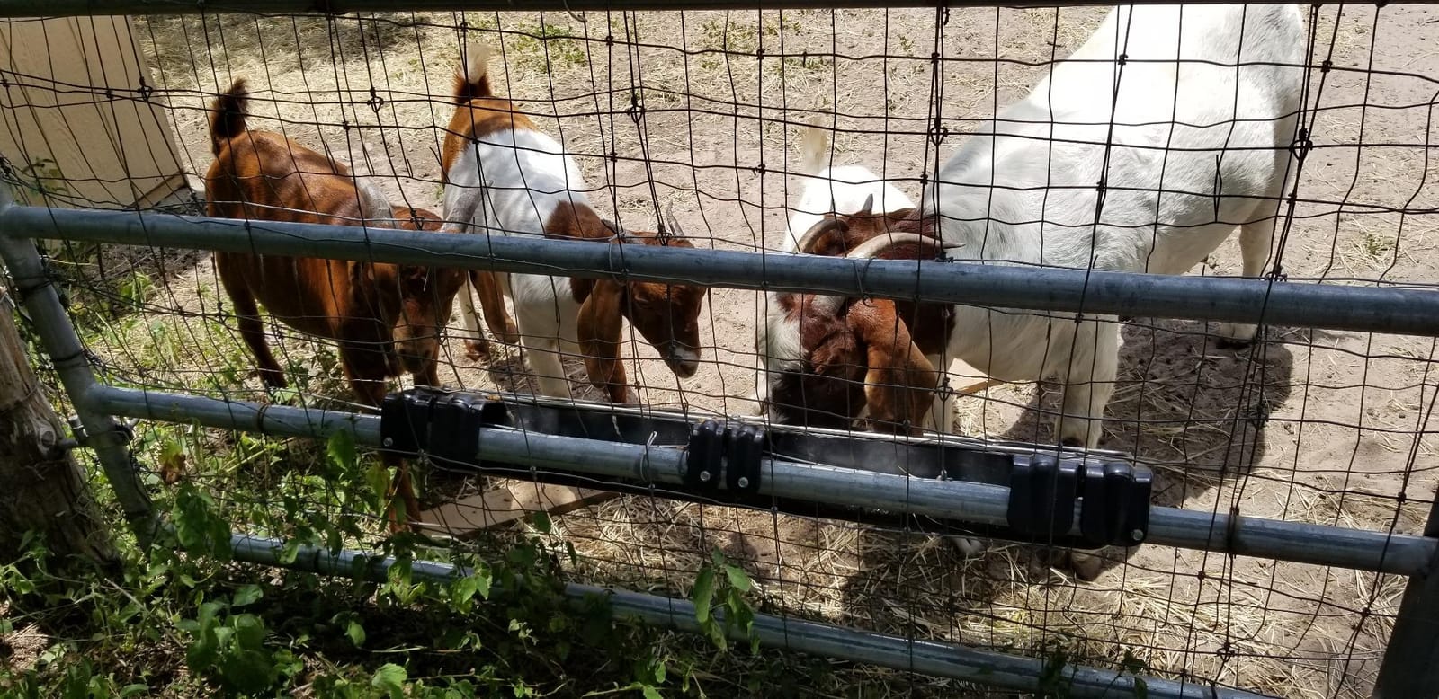 Little Giant Hook Over Goat Trough | Fence Feeder Trough | Hook and Mount Feeder | 9 Quart customer photo 2