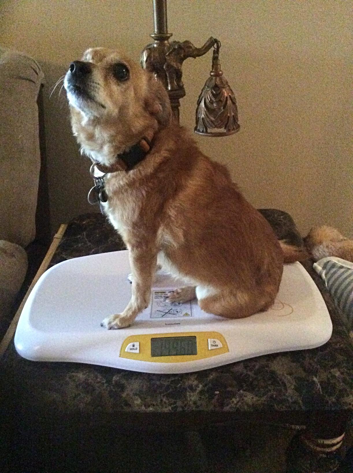 Beurer BY80 Digital Baby Scale, Infant Scale for Weighing in Pounds, Ounces, or Kilograms up to 44 lbs with Hold Function, Pet Scale for Cats and Dogs Analysis customer photo 1