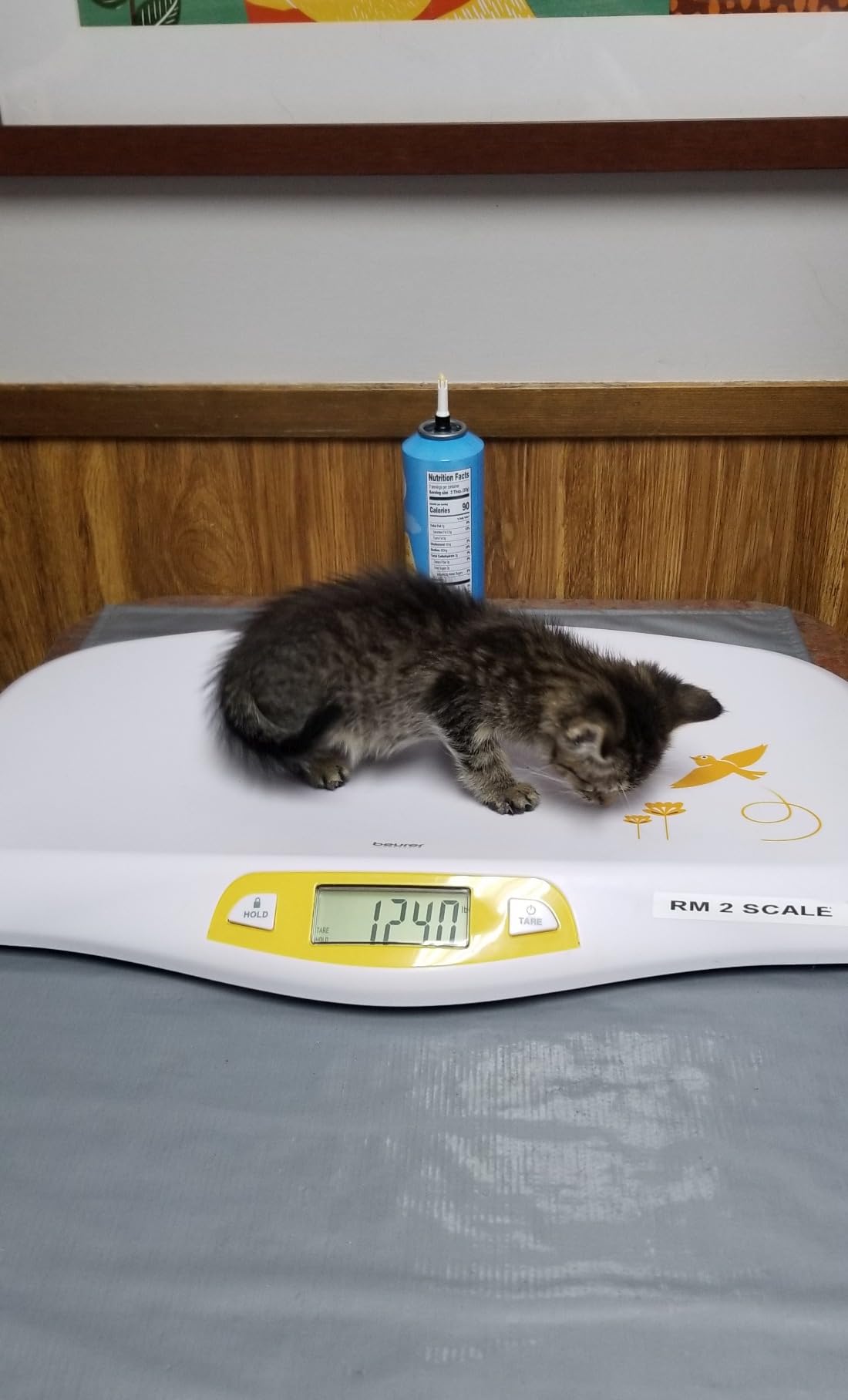 Beurer BY80 Digital Baby Scale, Infant Scale for Weighing in Pounds, Ounces, or Kilograms up to 44 lbs with Hold Function, Pet Scale for Cats and Dogs Analysis customer photo 2