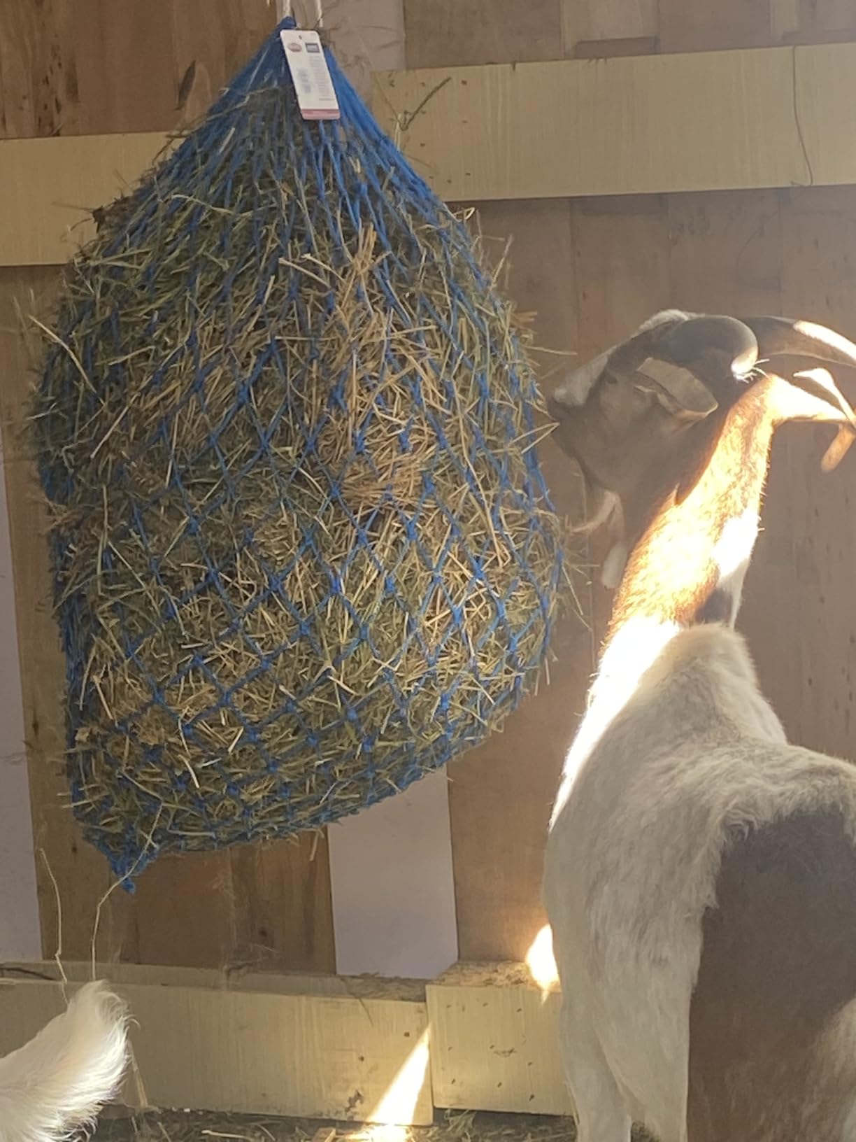 Weaver Equine Slow Feed Hay Net, 36” Small Hole Synthetic Rope Horse Hay Feeder for Slower Feeding, Ideal Horse Hay Net for Horse or Goat Shows customer photo 1