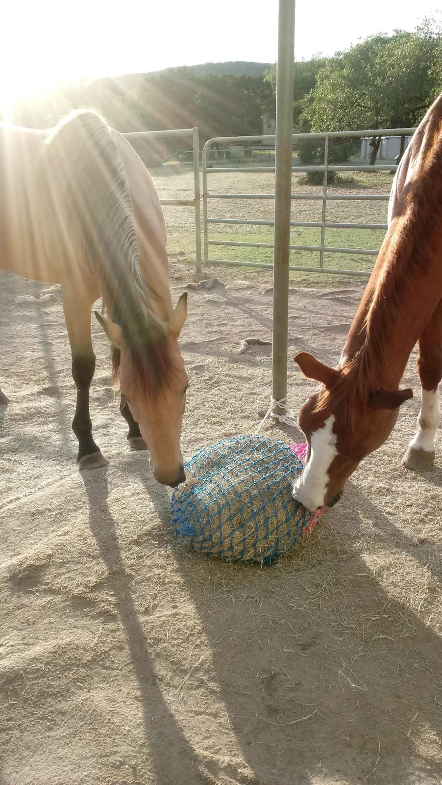 Weaver Equine Slow Feed Hay Net, 36” Small Hole Synthetic Rope Horse Hay Feeder for Slower Feeding, Ideal Horse Hay Net for Horse or Goat Shows customer photo 2