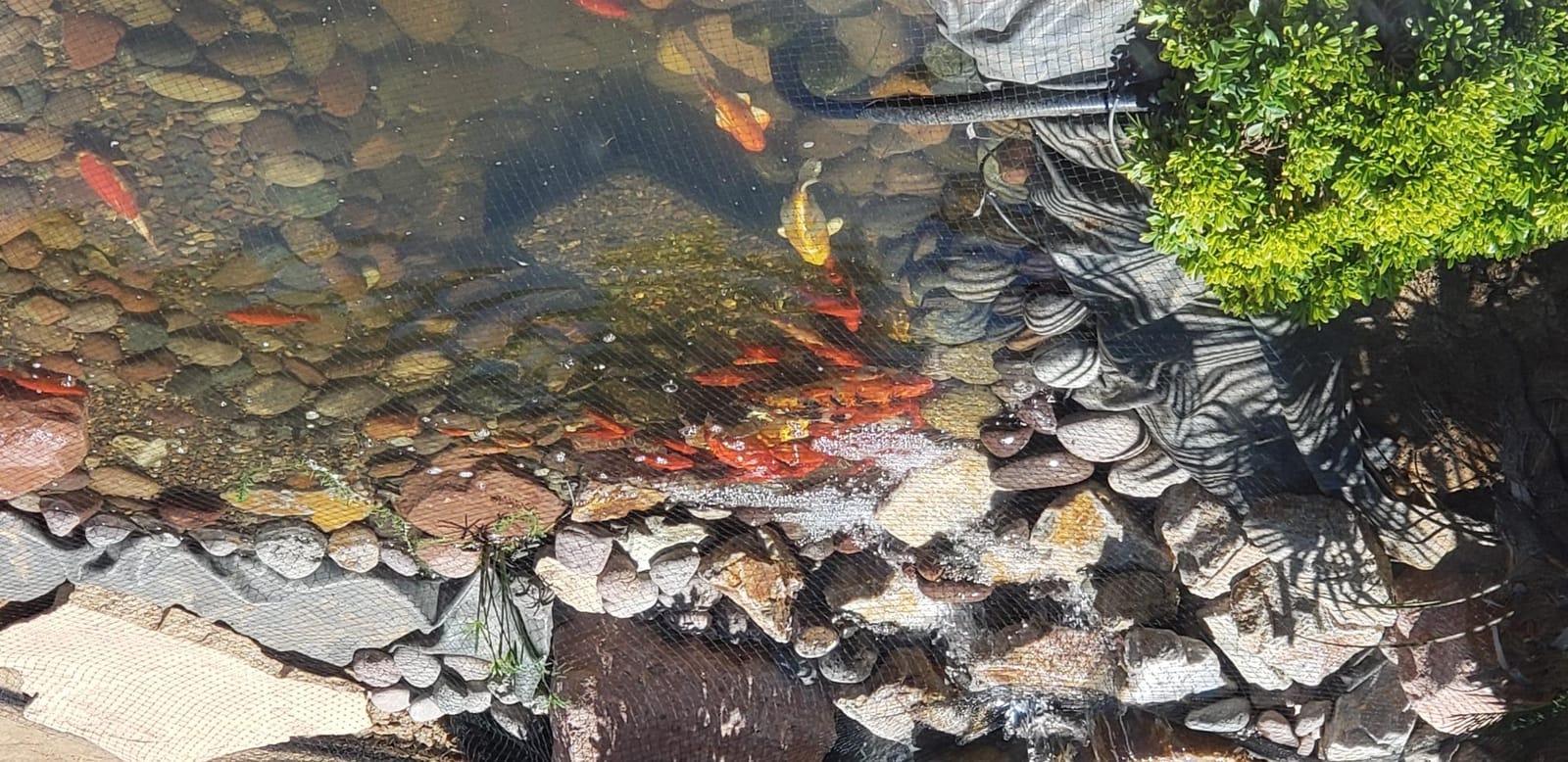 The Pond Guy ClearSpring Pro Waterfall customer photo 1