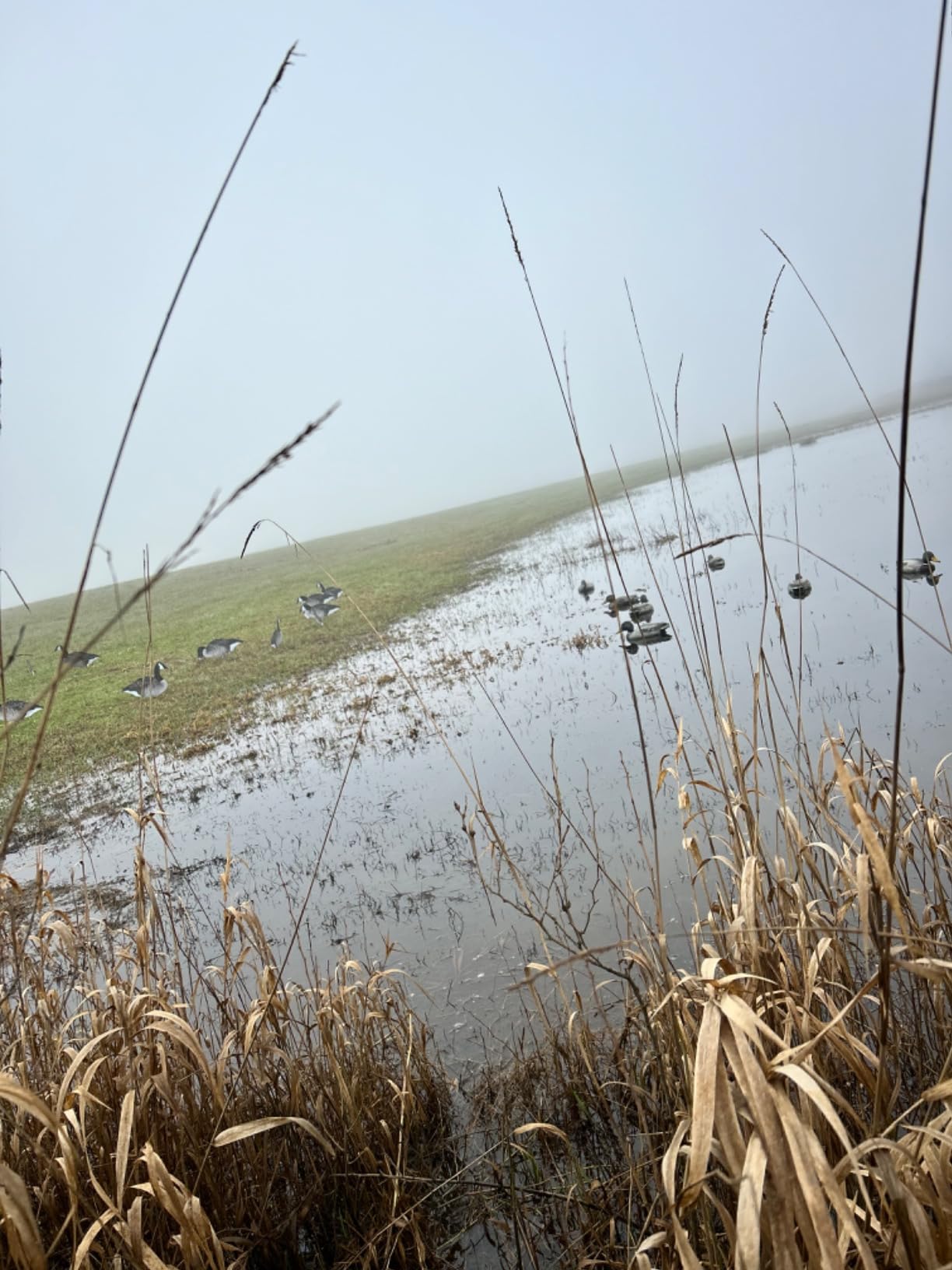 Flambeau Outdoors Storm Front 2 Mallard Decoys, Classic Floaters, 6-Pack | 6 mallard floaters with UVision paint, 4 tie-off keel points, depth adjusting anchor eyelet for current or wind customer photo 2
