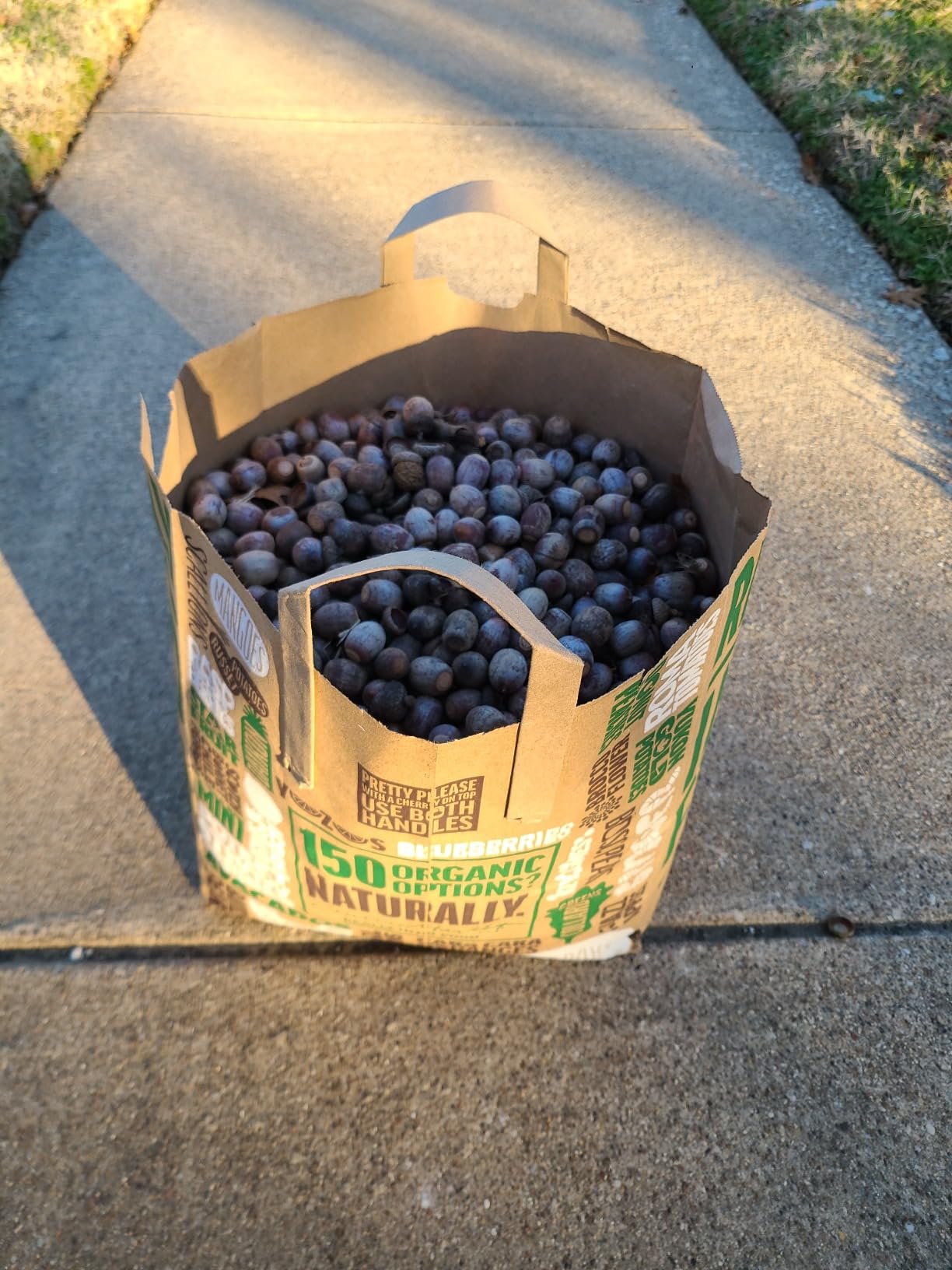 GARDEN WEASEL Small Nut Gatherer Roller for Acorns Buckeyes Beech Nuts customer photo 1