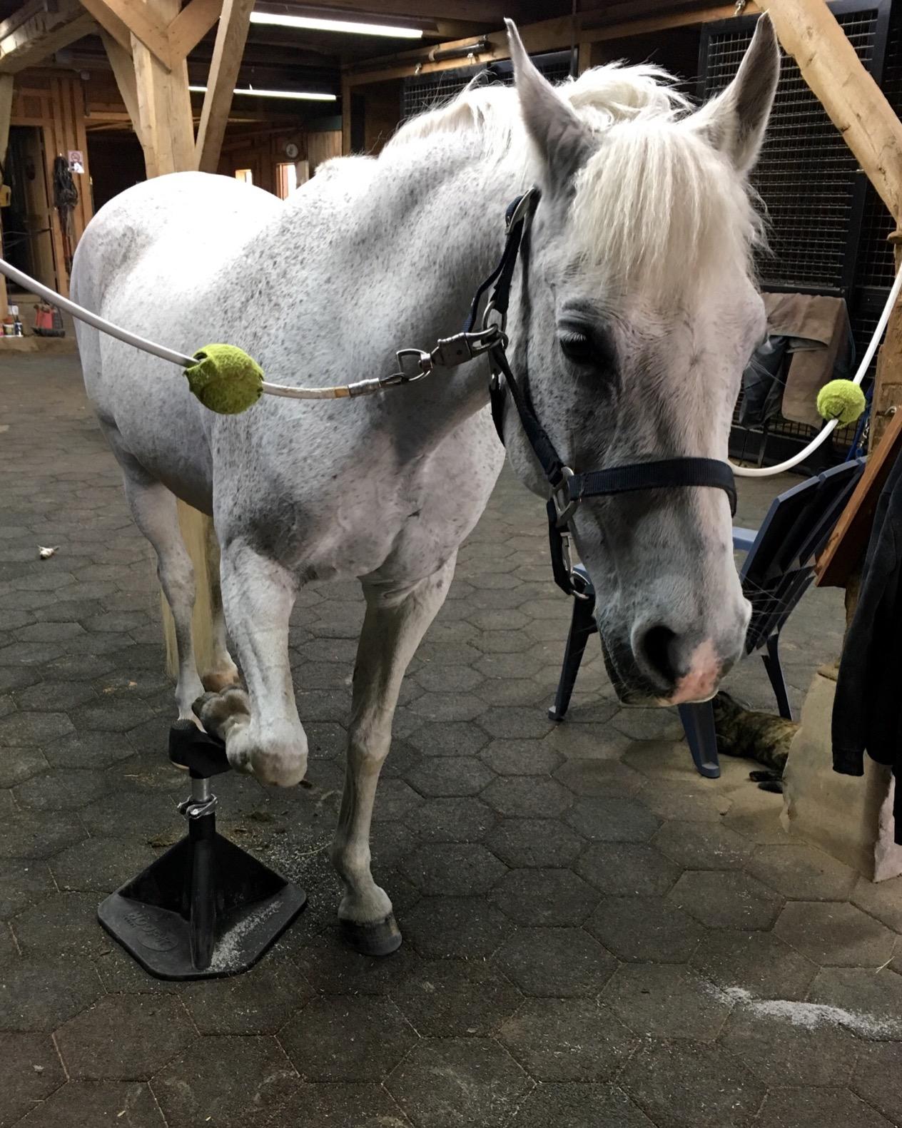 Hoof-It Blacksmith Farrier Horse Hoof Stand - Green customer photo 2