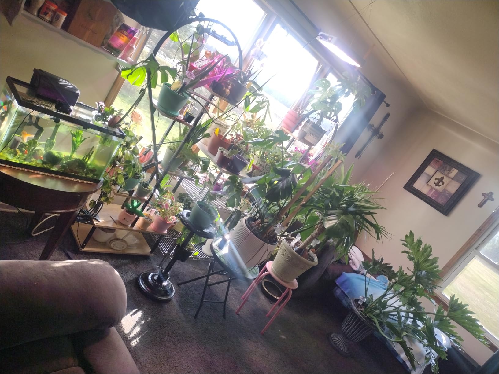 KingLED KP1000 Grow Light for Indoor Plants, Full Spectrum Plant Grow Light customer photo 1