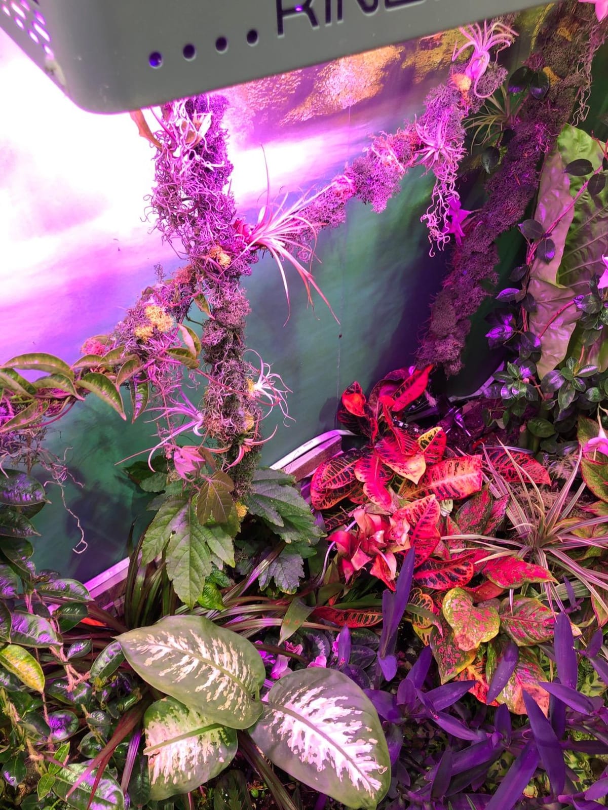 KingLED KP1000 Grow Light for Indoor Plants, Full Spectrum Plant Grow Light customer photo 2